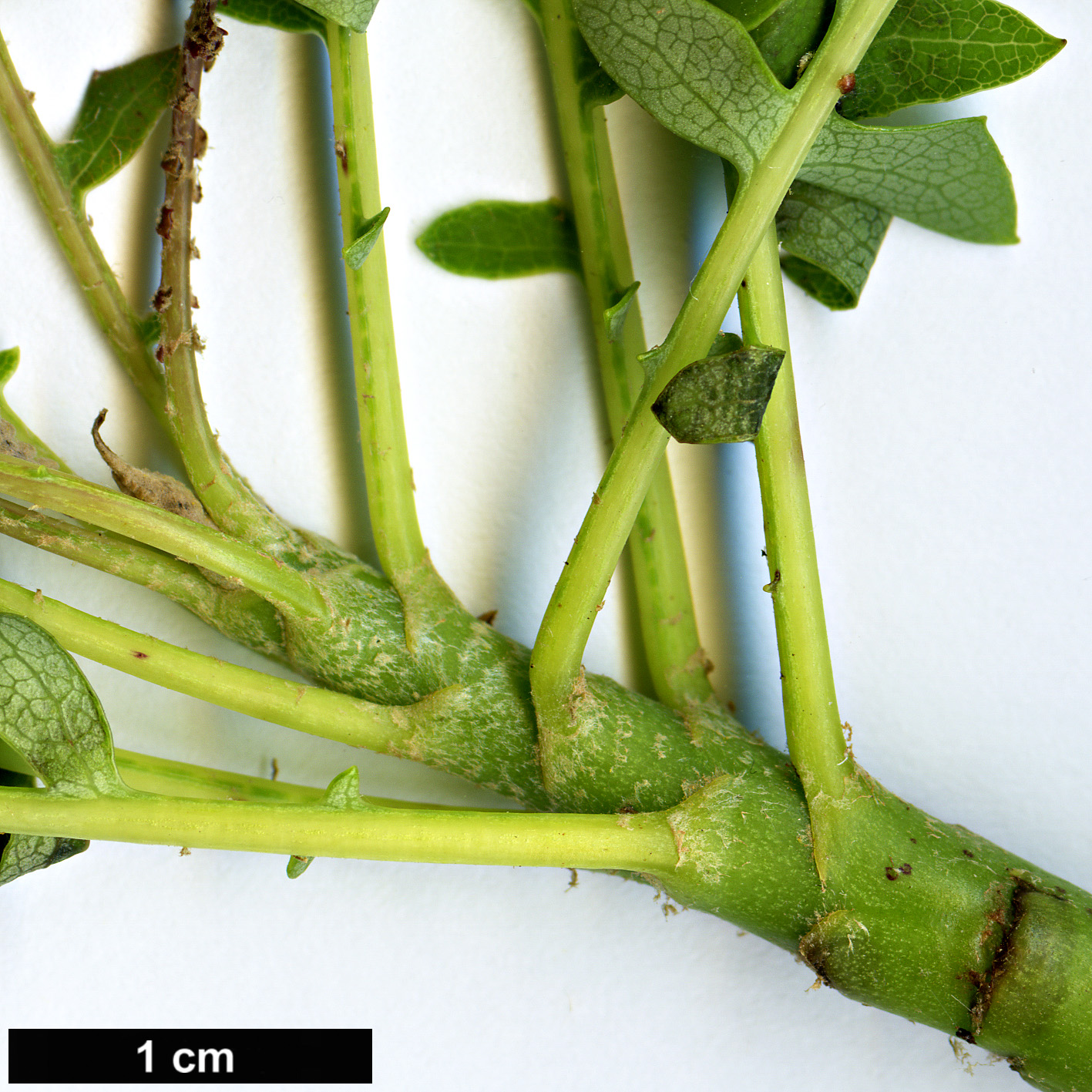 High resolution image: Family: Asteraceae - Genus: Sonchus - Taxon: pinnatus