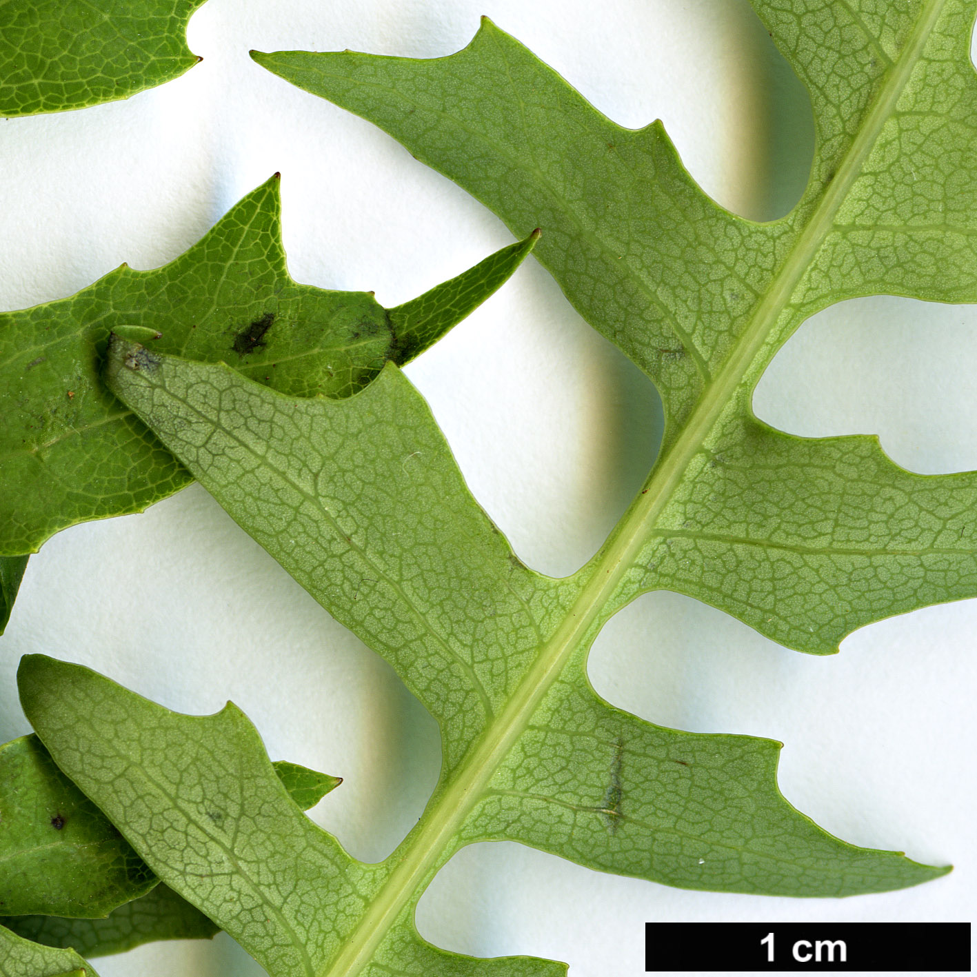 High resolution image: Family: Asteraceae - Genus: Sonchus - Taxon: pinnatus
