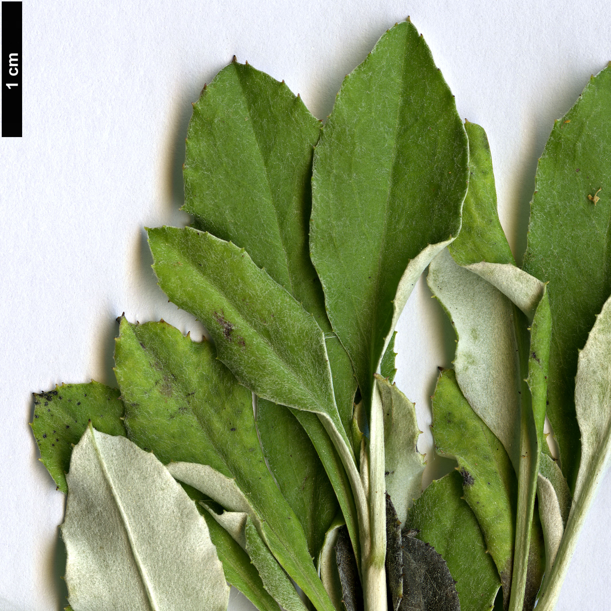 High resolution image: Family: Asteraceae - Genus: Staehelina - Taxon: uniflosculosa