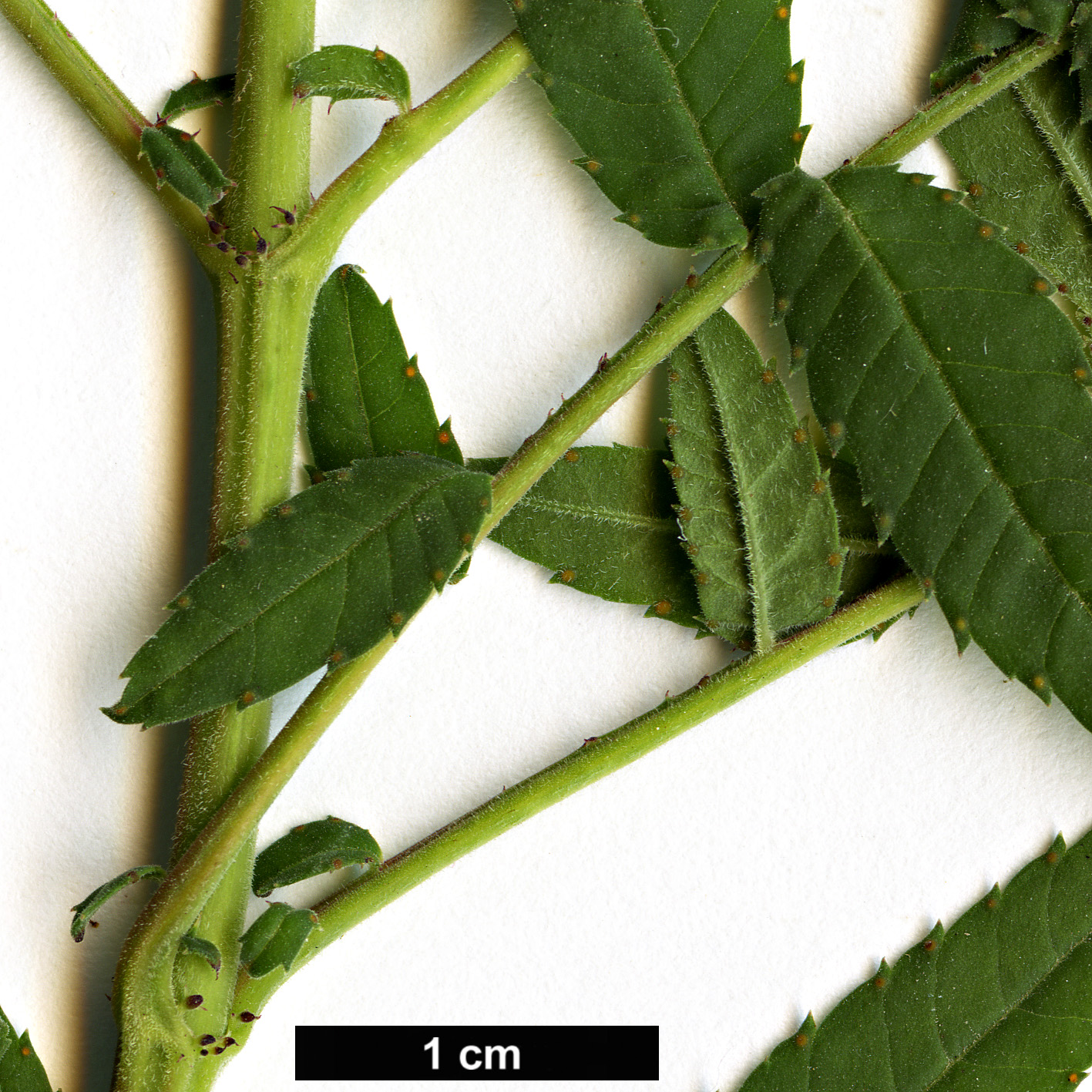 High resolution image: Family: Asteraceae - Genus: Tagetes - Taxon: lemmonii