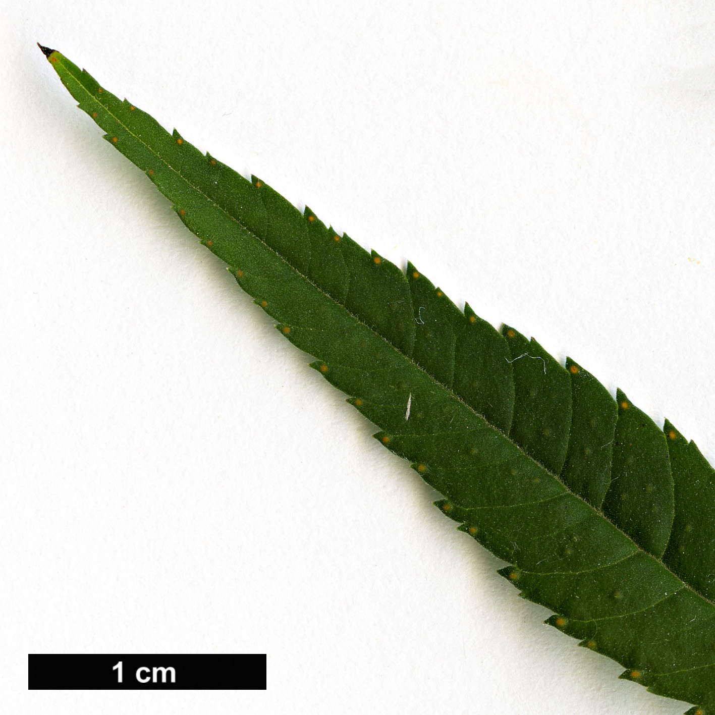 High resolution image: Family: Asteraceae - Genus: Tagetes - Taxon: lemmonii