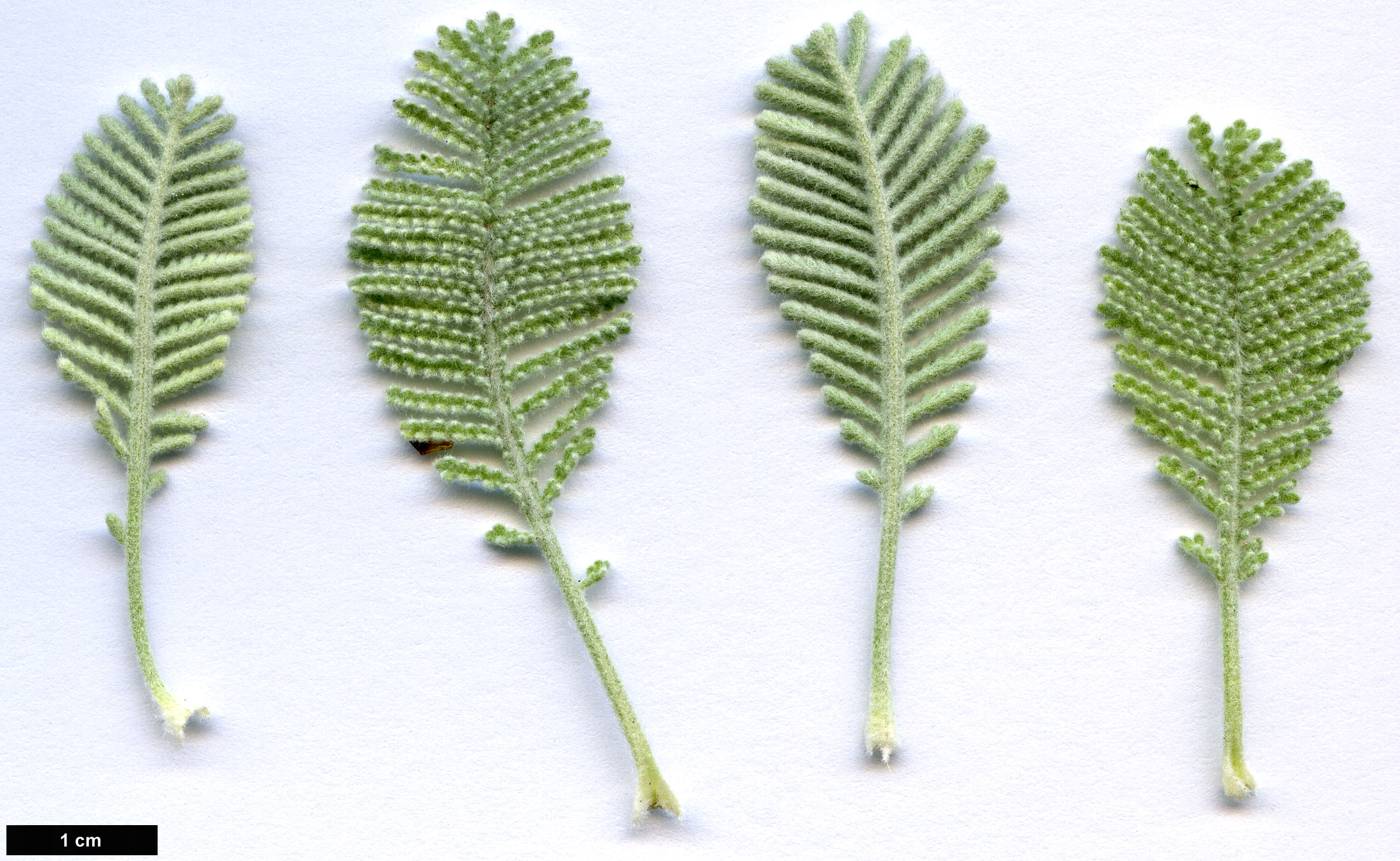 High resolution image: Family: Asteraceae - Genus: Tanacetum - Taxon: densum