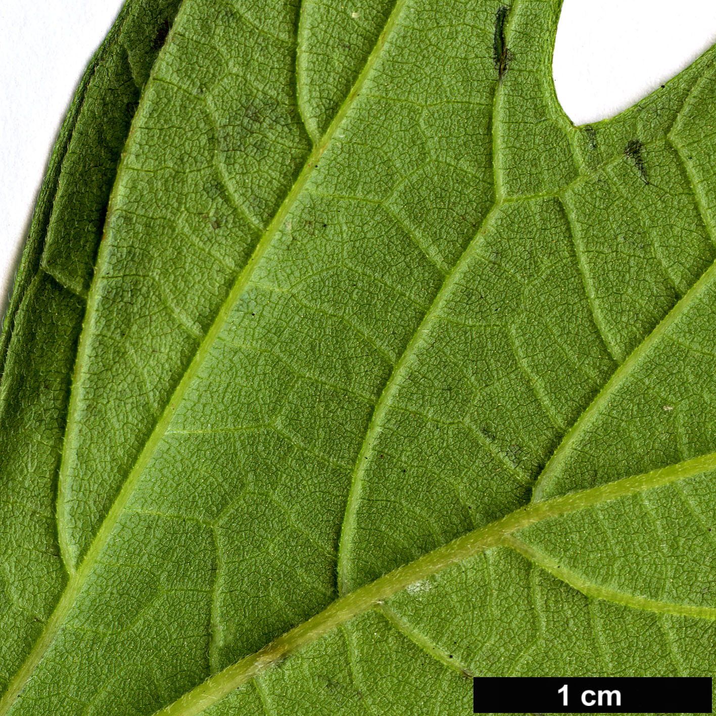 High resolution image: Family: Asteraceae - Genus: Tithonia - Taxon: diversifolia