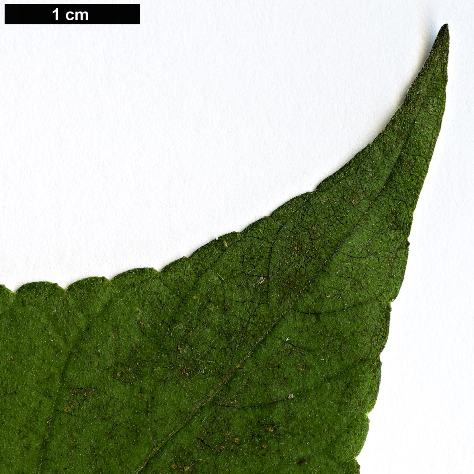 High resolution image: Family: Asteraceae - Genus: Tithonia - Taxon: diversifolia