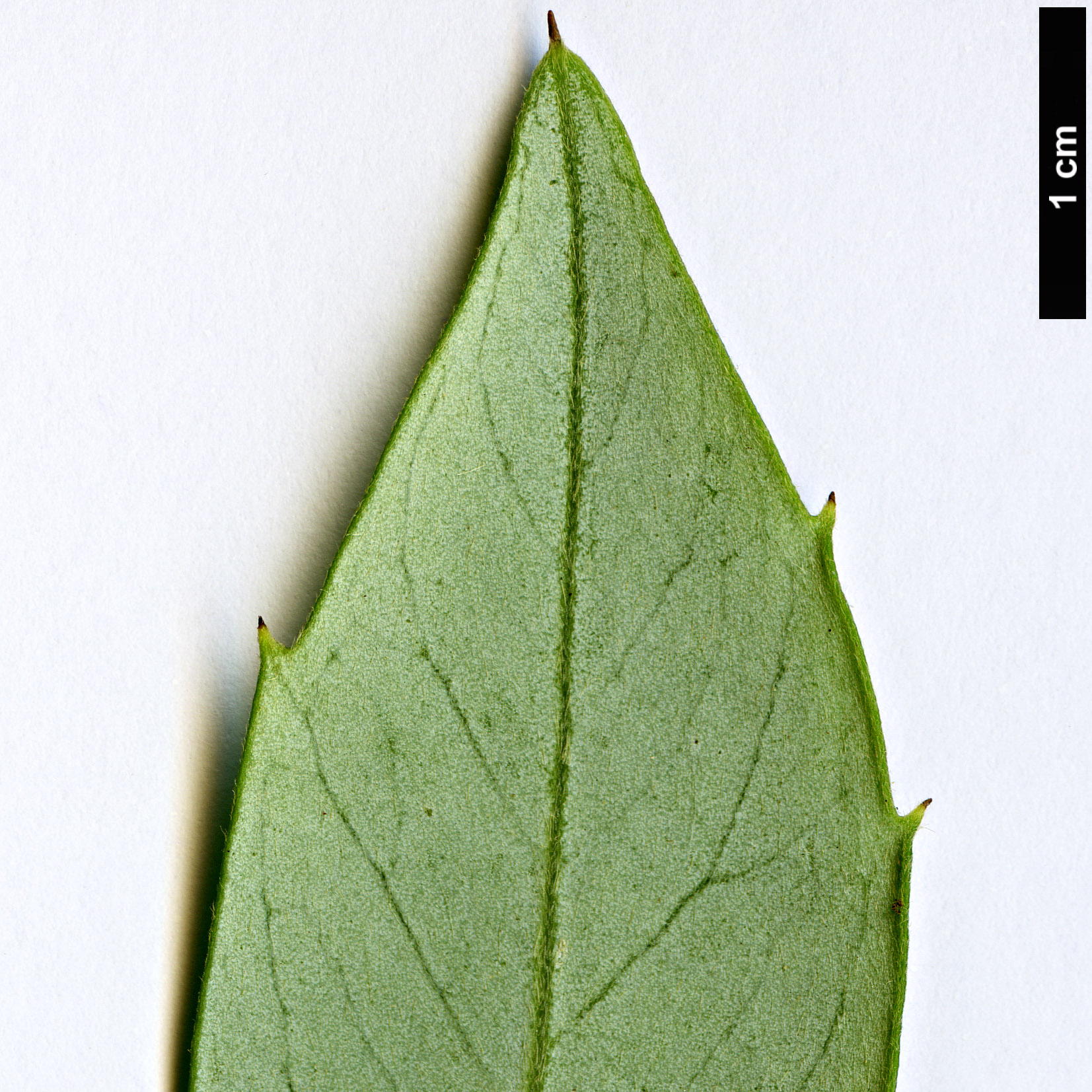 High resolution image: Family: Atherospermataceae - Genus: Atherosperma - Taxon: moschatum - SpeciesSub: subsp.moschatum