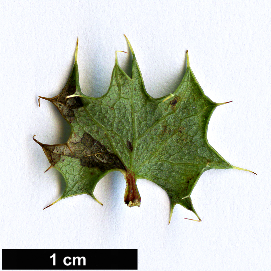 High resolution image: Family: Berberidaceae - Genus: Berberis - Taxon: actinacantha