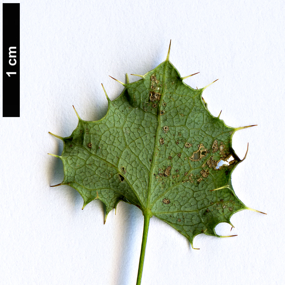 High resolution image: Family: Berberidaceae - Genus: Berberis - Taxon: actinacantha