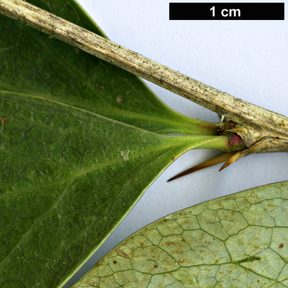 High resolution image: Family: Berberidaceae - Genus: Berberis - Taxon: asiatica