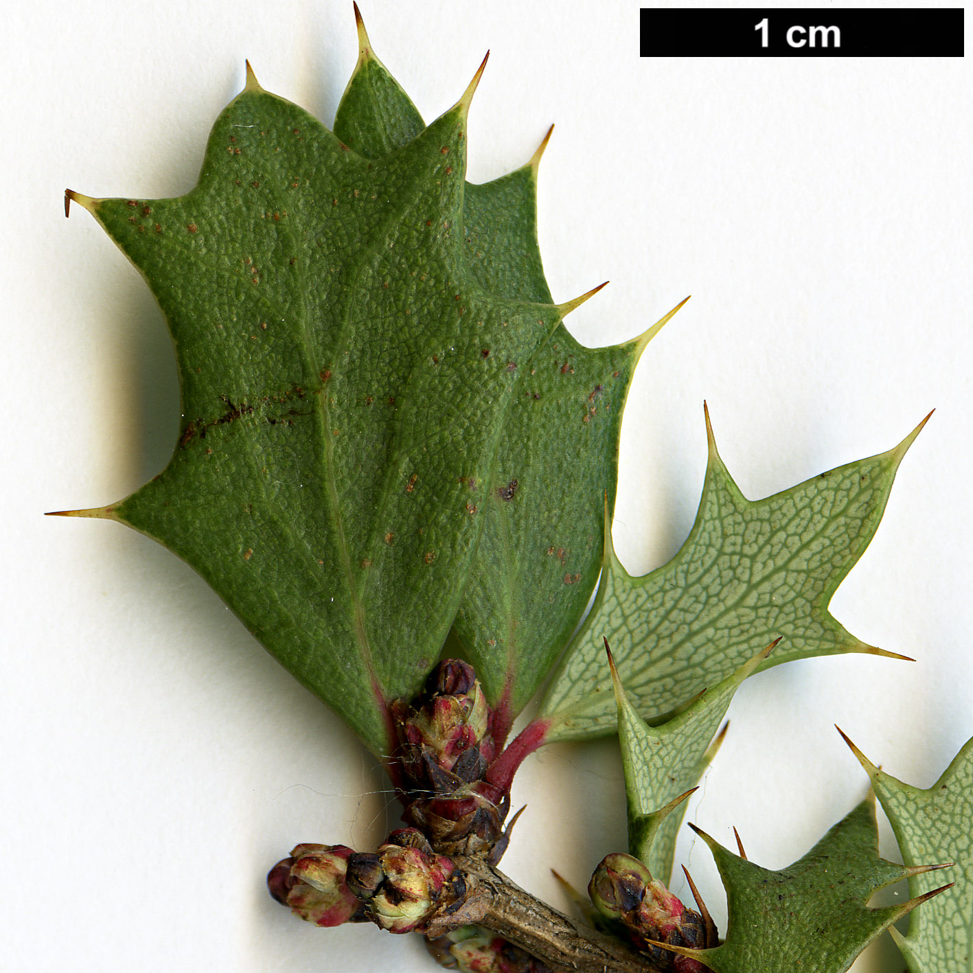High resolution image: Family: Berberidaceae - Genus: Berberis - Taxon: chilensis