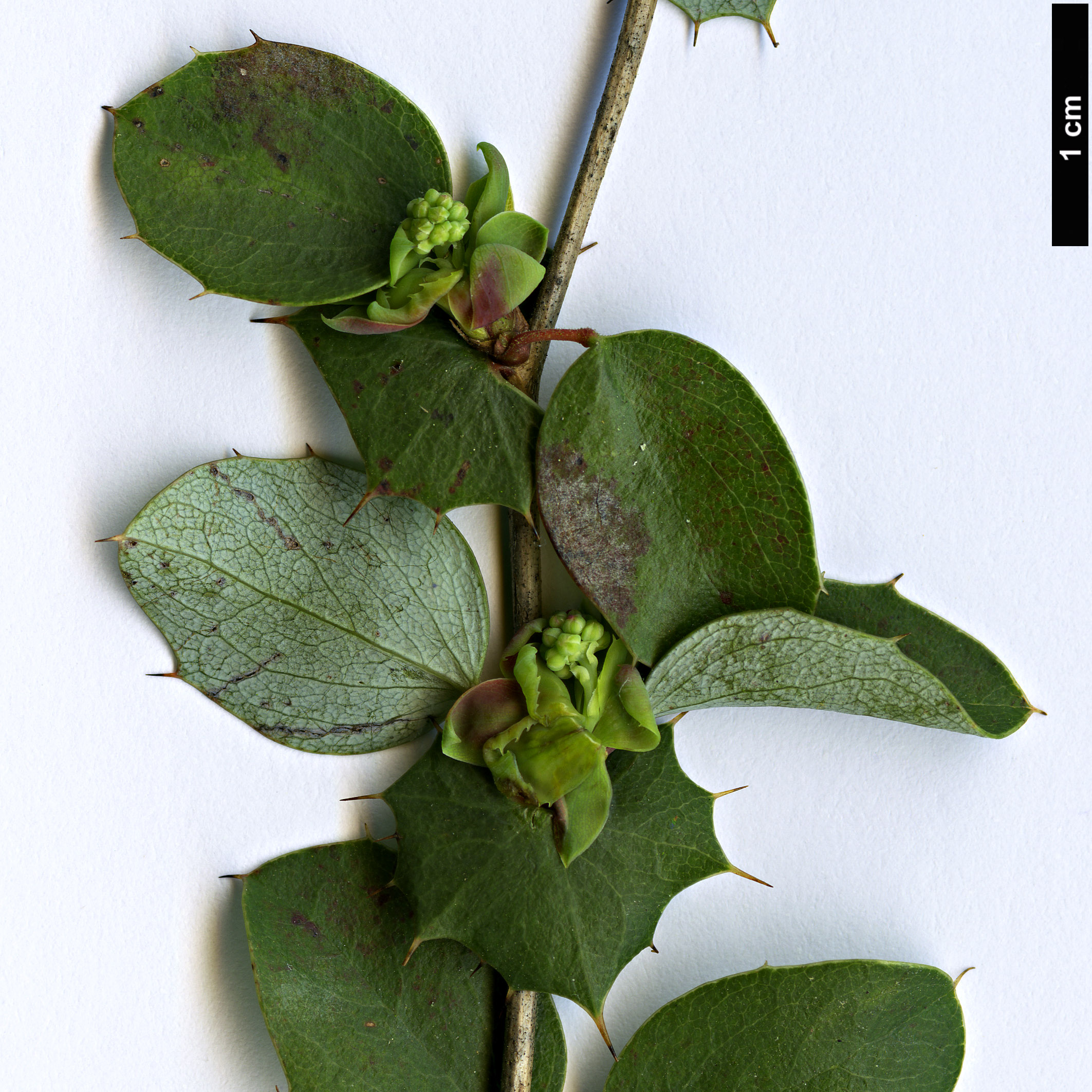 High resolution image: Family: Berberidaceae - Genus: Berberis - Taxon: congestiflora
