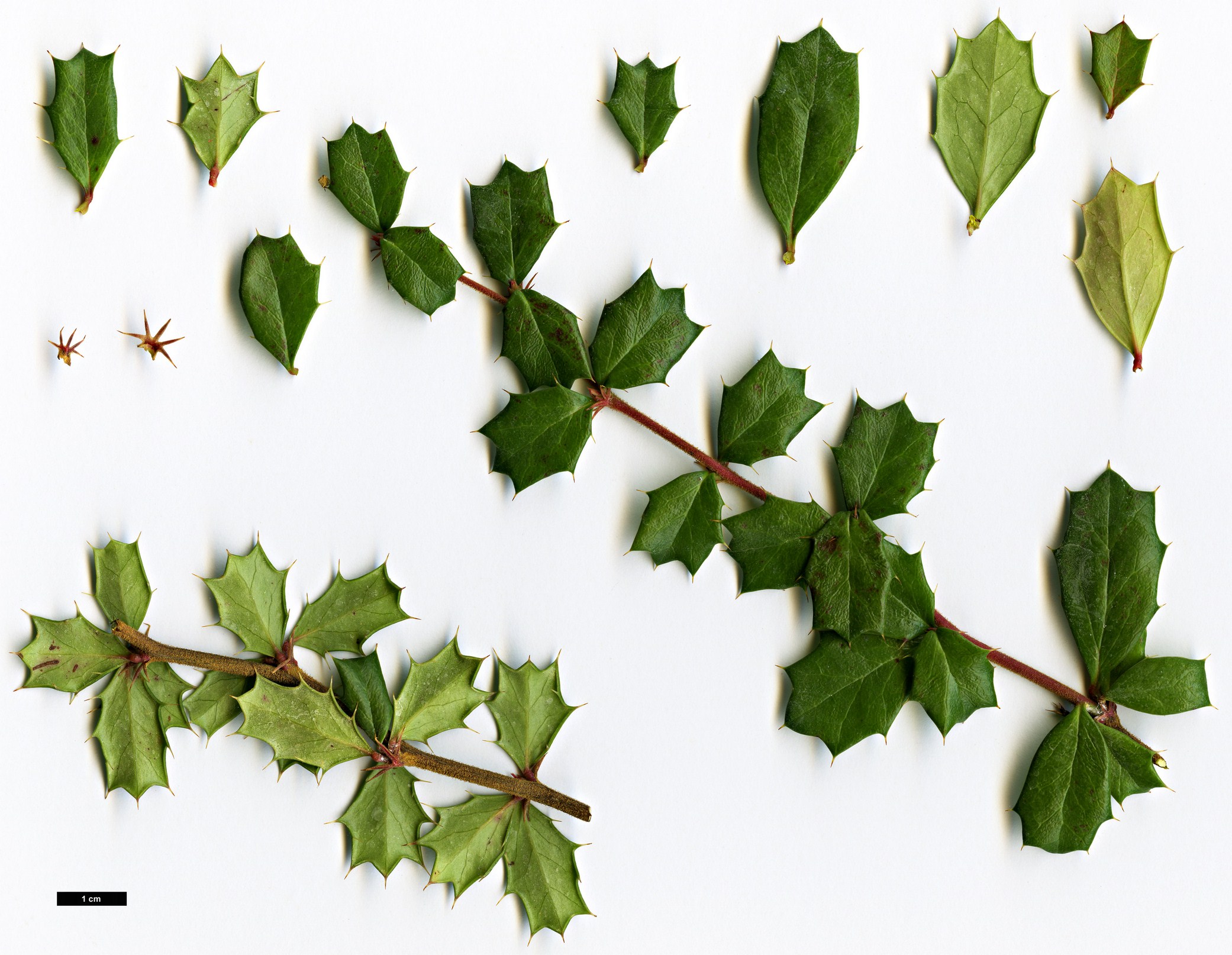 High resolution image: Family: Berberidaceae - Genus: Berberis - Taxon: darwinii