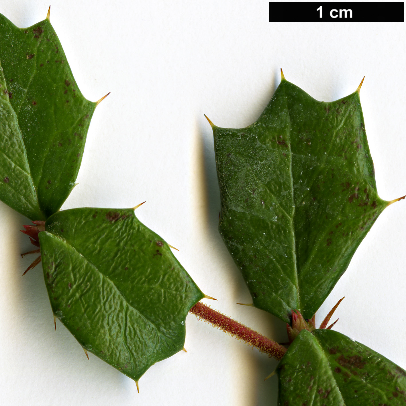 High resolution image: Family: Berberidaceae - Genus: Berberis - Taxon: darwinii