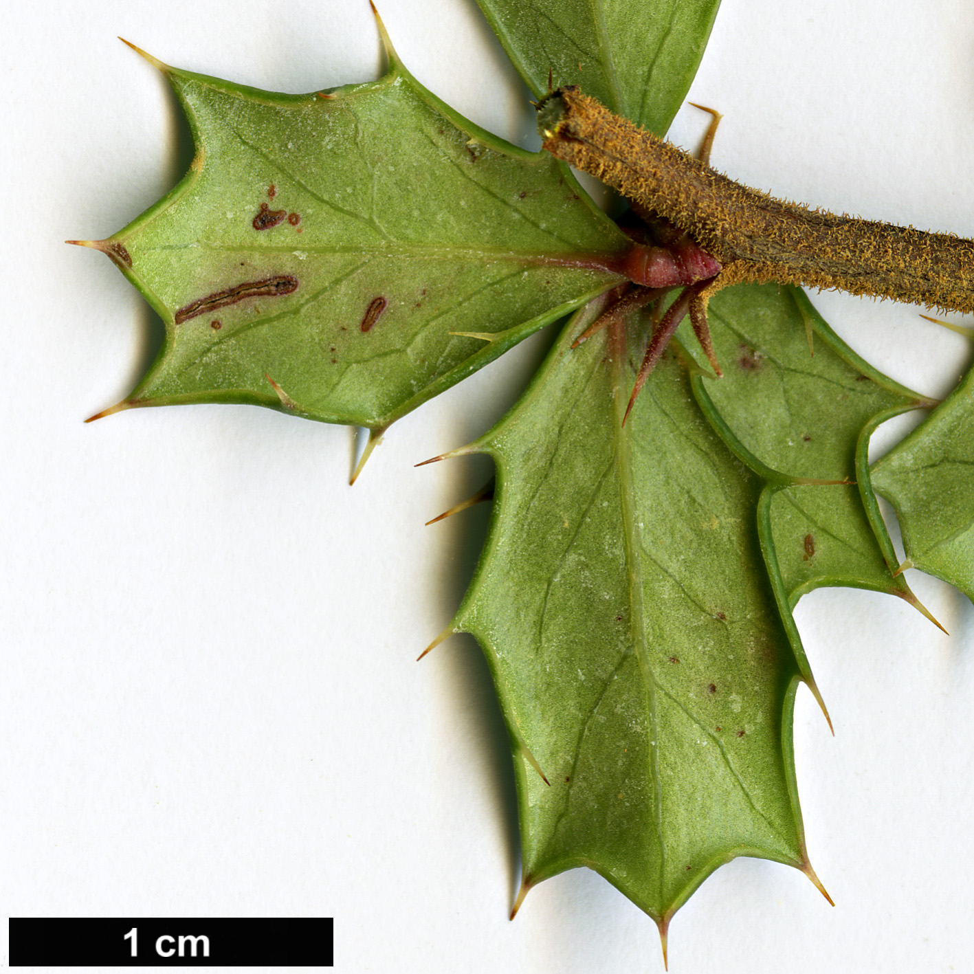 High resolution image: Family: Berberidaceae - Genus: Berberis - Taxon: darwinii