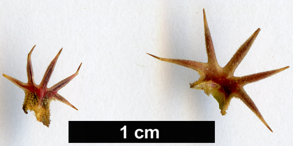 High resolution image: Family: Berberidaceae - Genus: Berberis - Taxon: darwinii