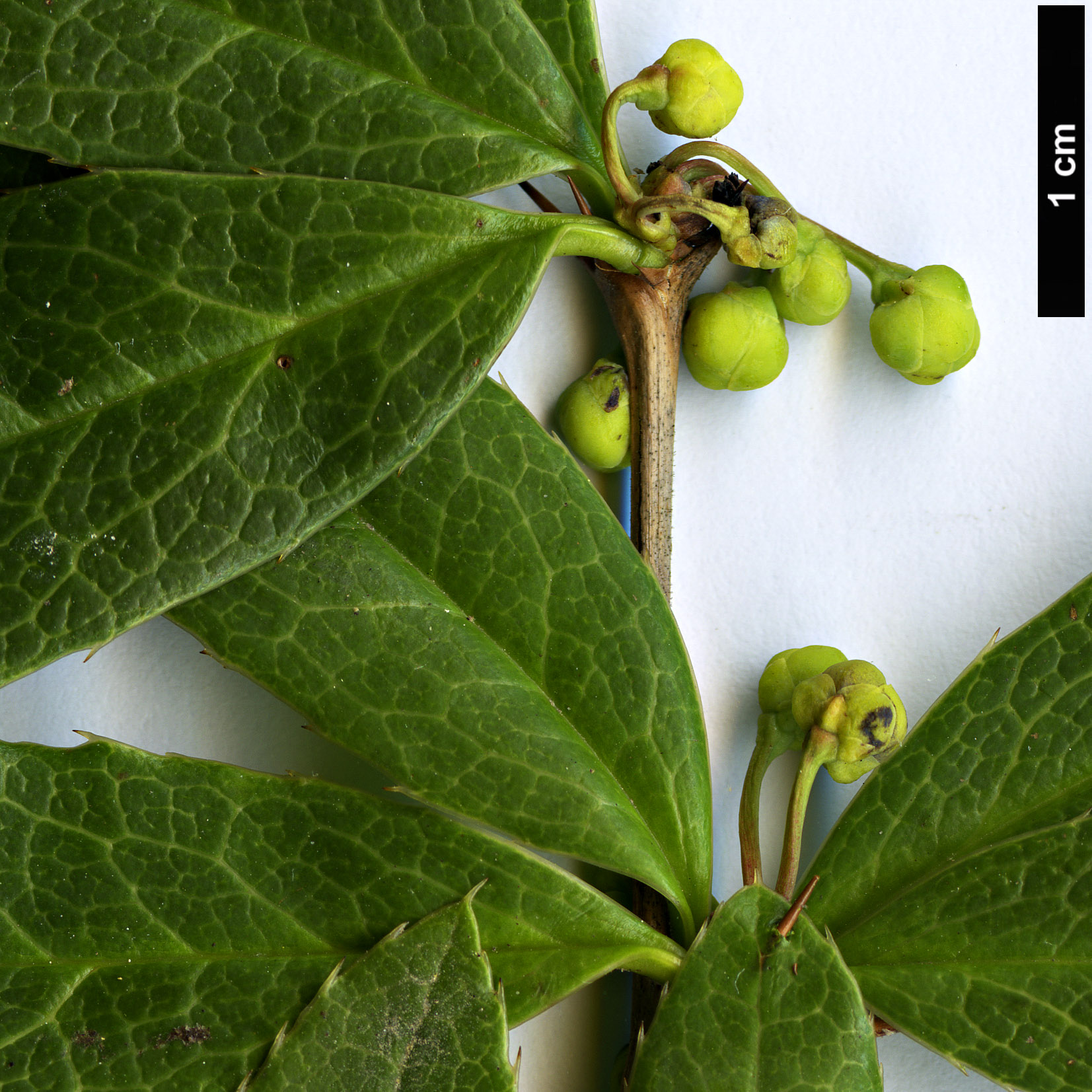 High resolution image: Family: Berberidaceae - Genus: Berberis - Taxon: deinacantha