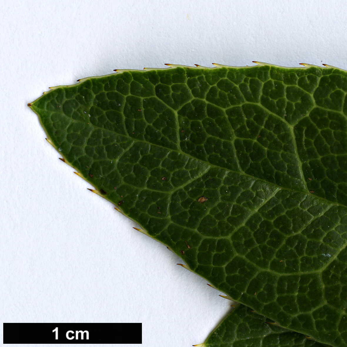 High resolution image: Family: Berberidaceae - Genus: Berberis - Taxon: deinacantha