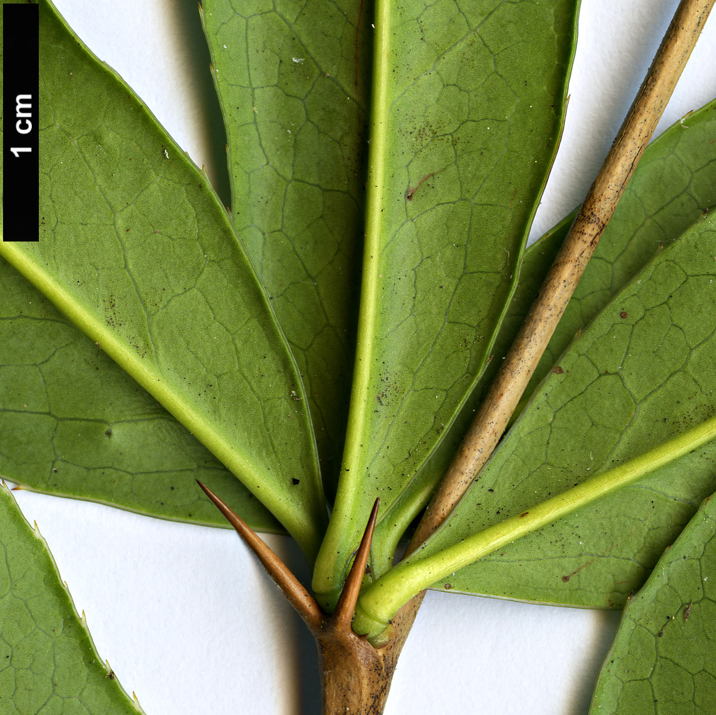 High resolution image: Family: Berberidaceae - Genus: Berberis - Taxon: deinacantha