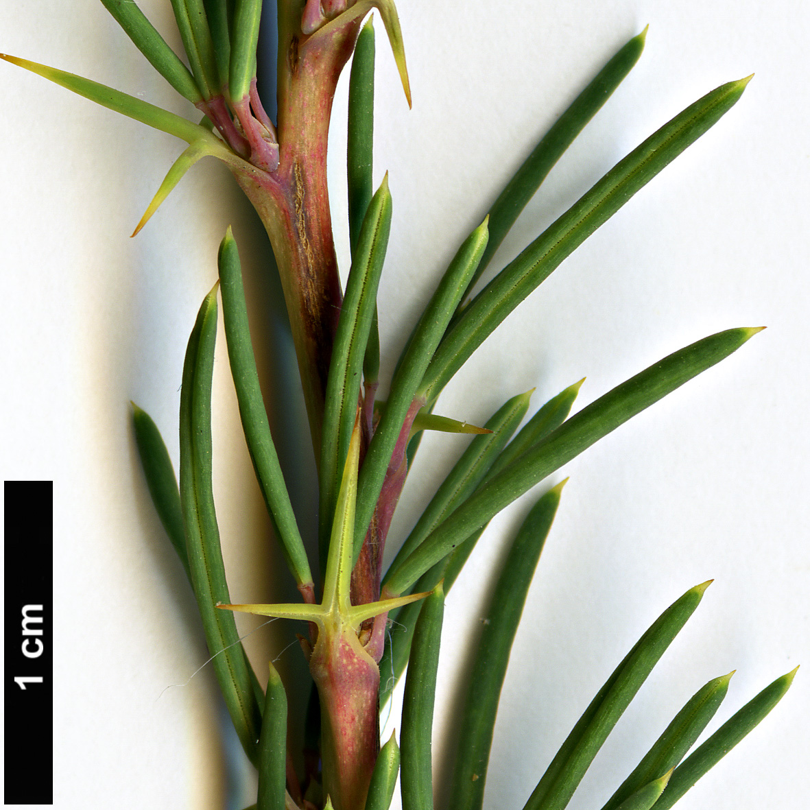 High resolution image: Family: Berberidaceae - Genus: Berberis - Taxon: empetrifolia