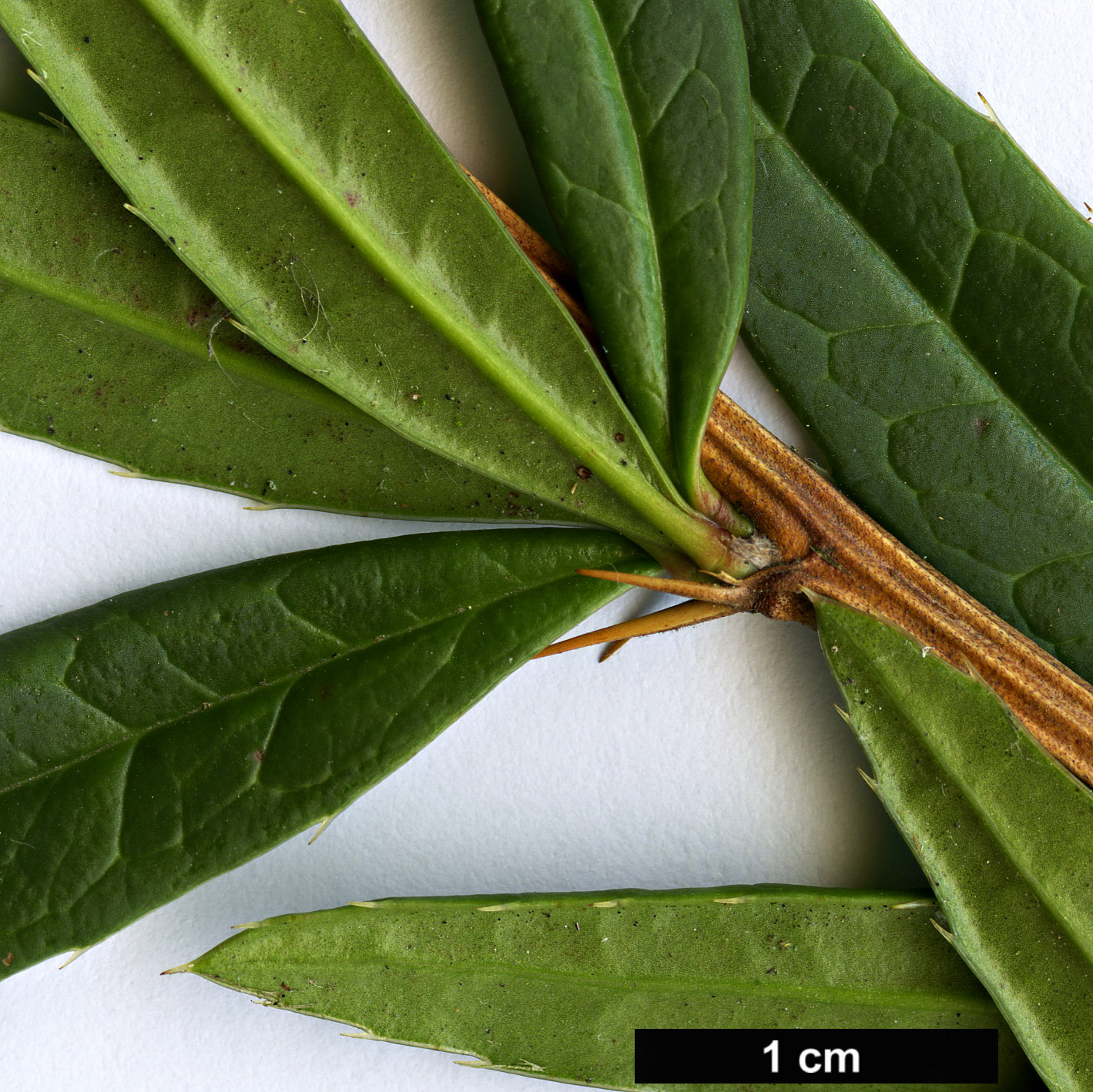 High resolution image: Family: Berberidaceae - Genus: Berberis - Taxon: grodtmanniana