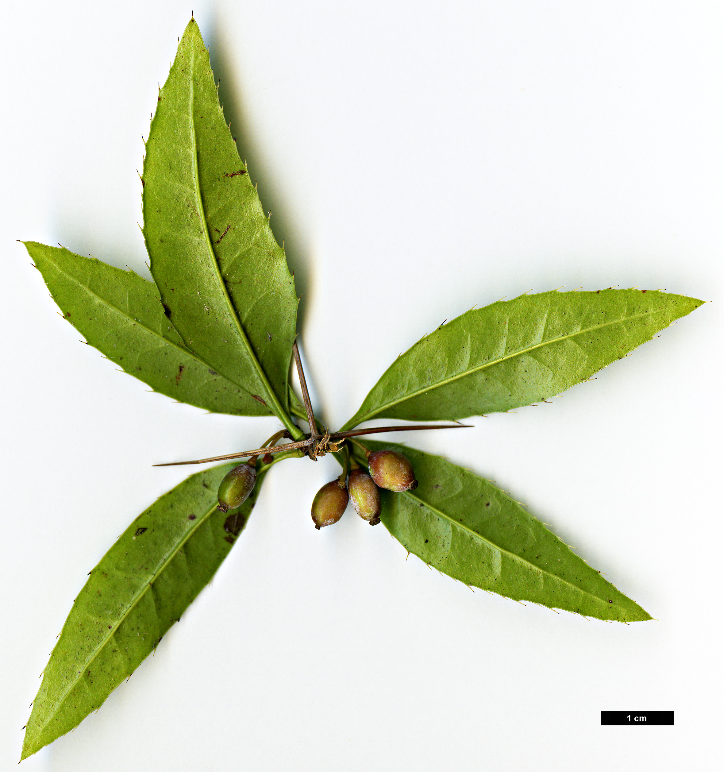 High resolution image: Family: Berberidaceae - Genus: Berberis - Taxon: hayatana
