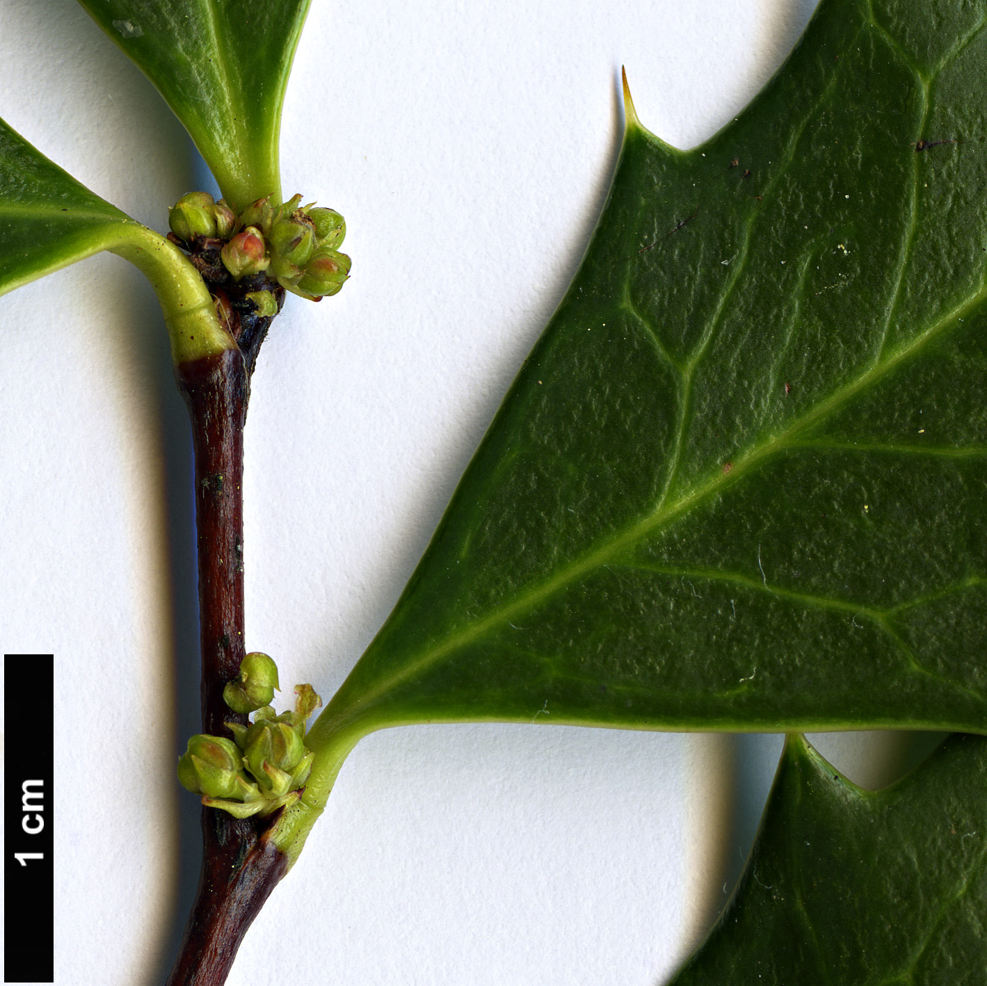 High resolution image: Family: Berberidaceae - Genus: Berberis - Taxon: hypokerina