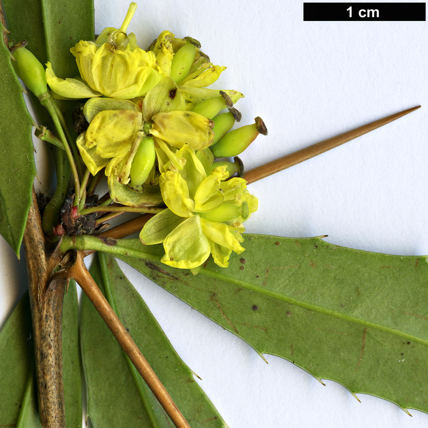 High resolution image: Family: Berberidaceae - Genus: Berberis - Taxon: julianae