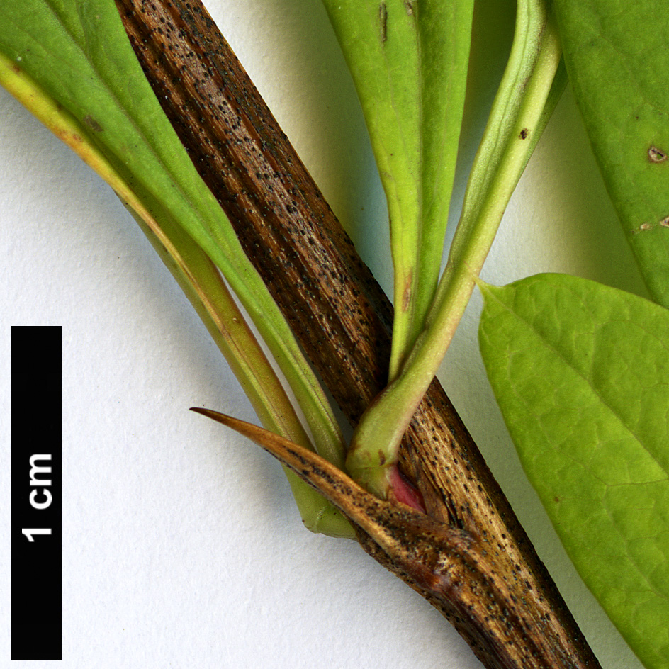 High resolution image: Family: Berberidaceae - Genus: Berberis - Taxon: poiretii