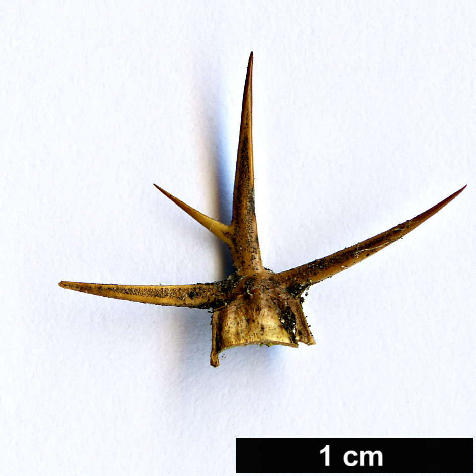 High resolution image: Family: Berberidaceae - Genus: Berberis - Taxon: replicata