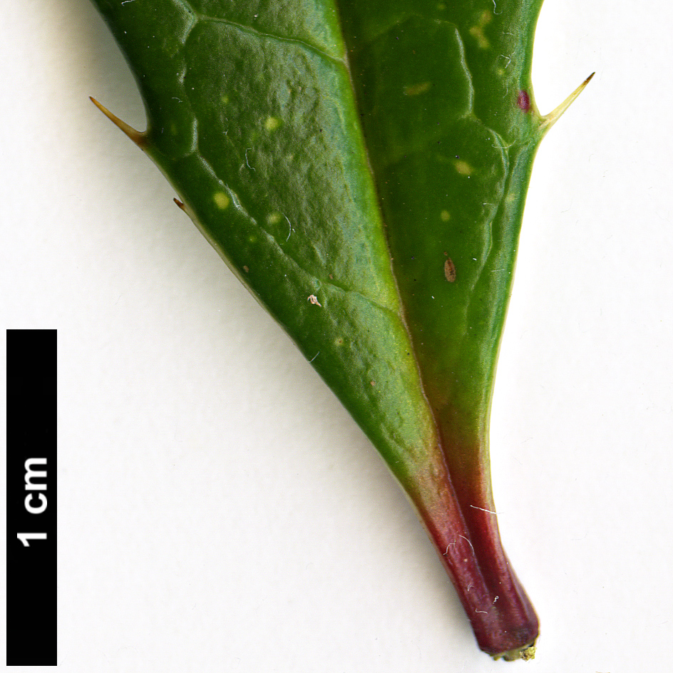 High resolution image: Family: Berberidaceae - Genus: Berberis - Taxon: sargentiana