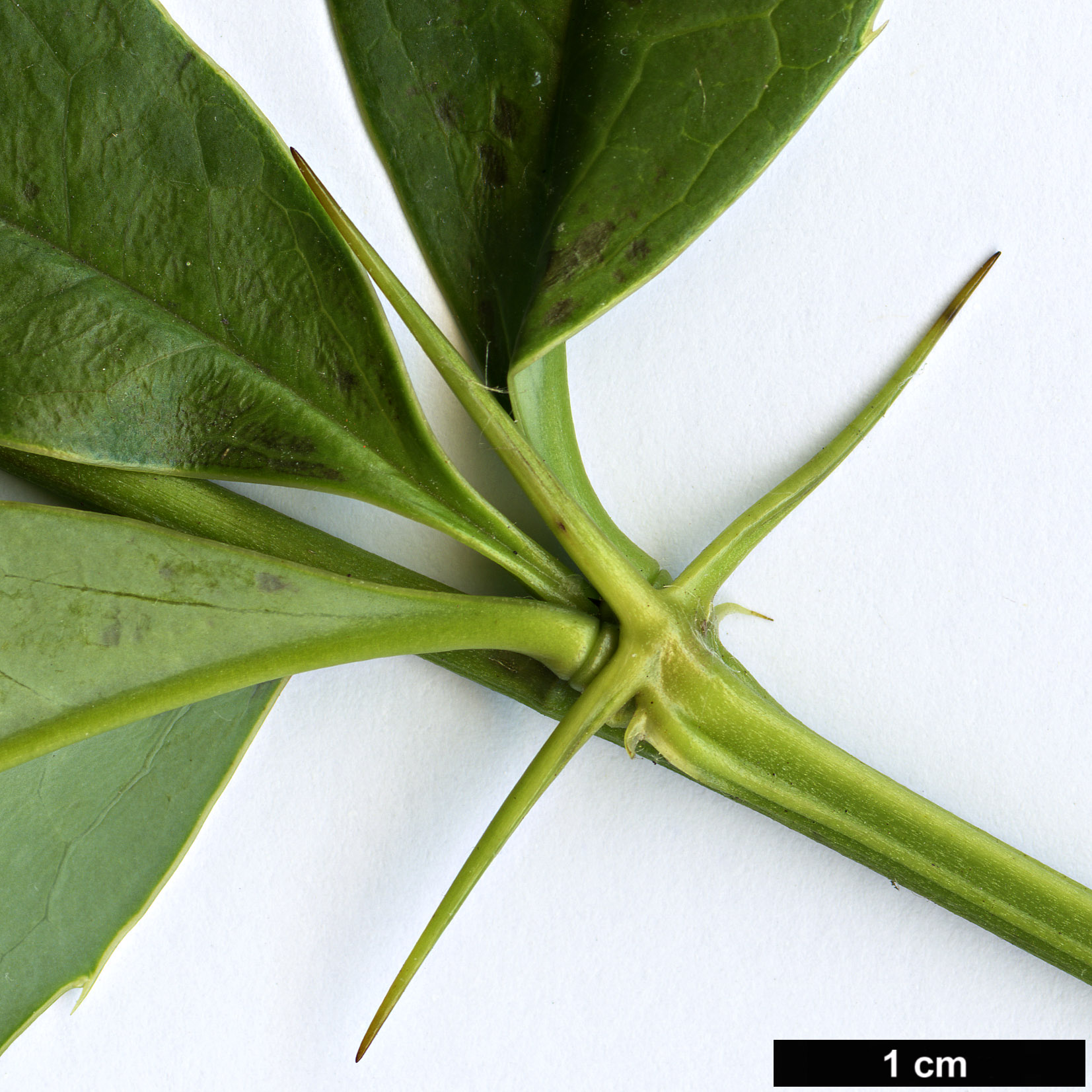 High resolution image: Family: Berberidaceae - Genus: Berberis - Taxon: subacuminata