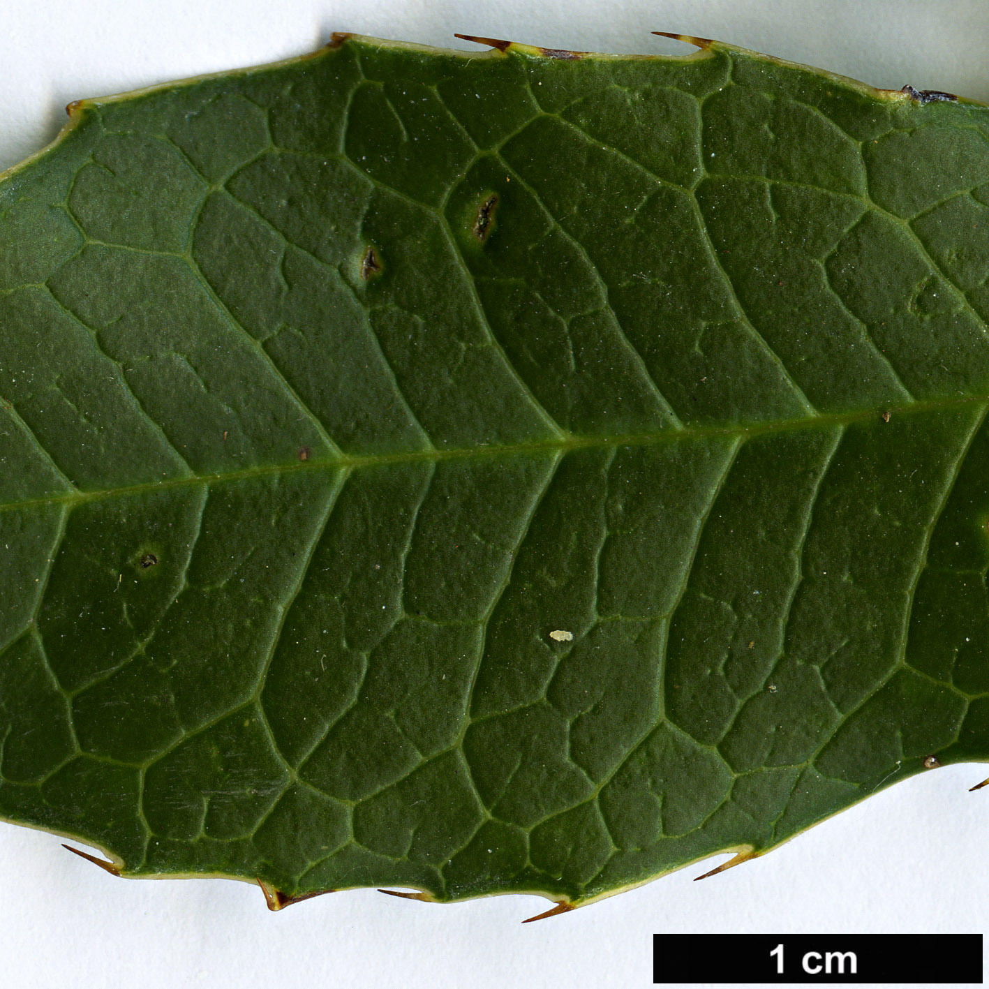 High resolution image: Family: Berberidaceae - Genus: Berberis - Taxon: subacuminata