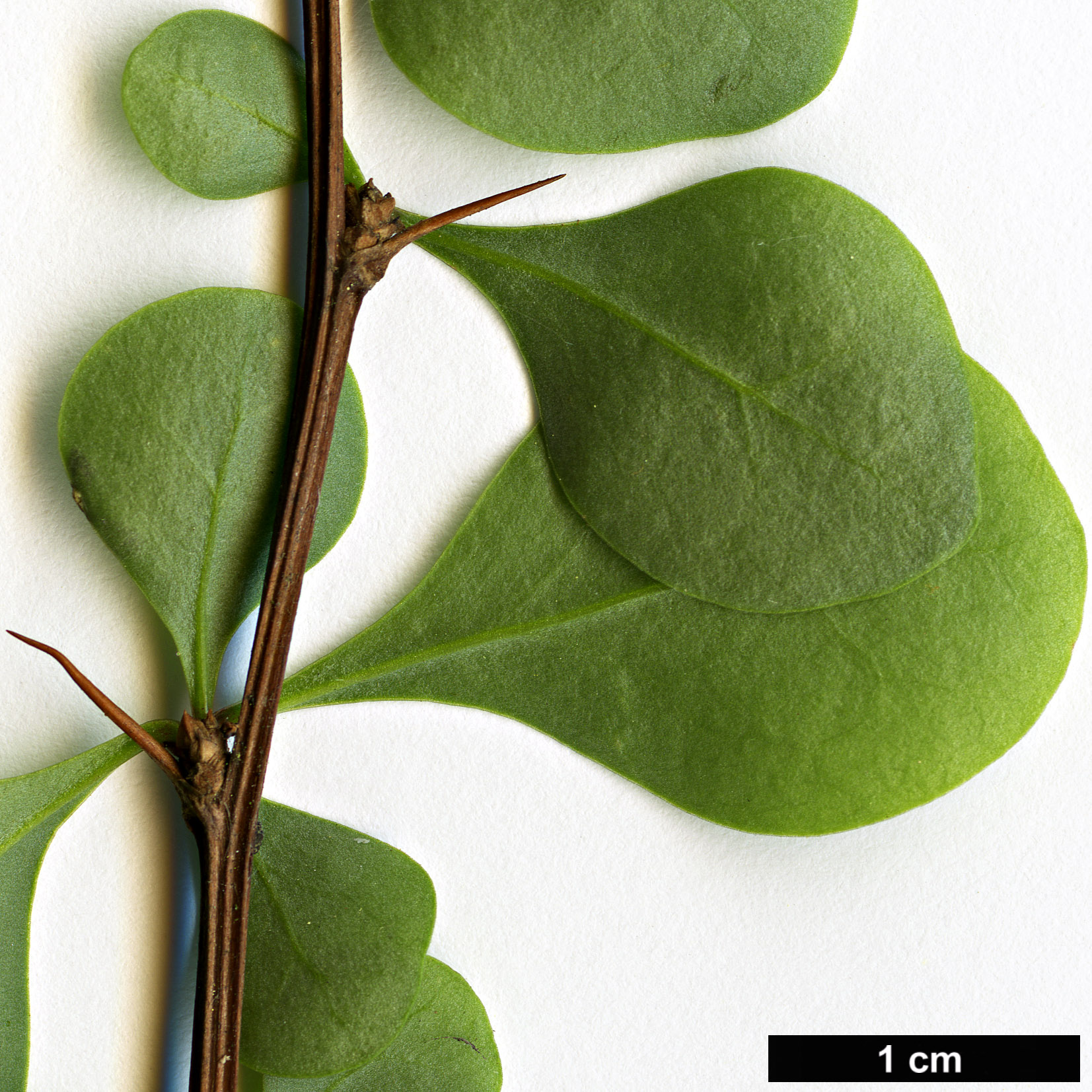 High resolution image: Family: Berberidaceae - Genus: Berberis - Taxon: thunbergii