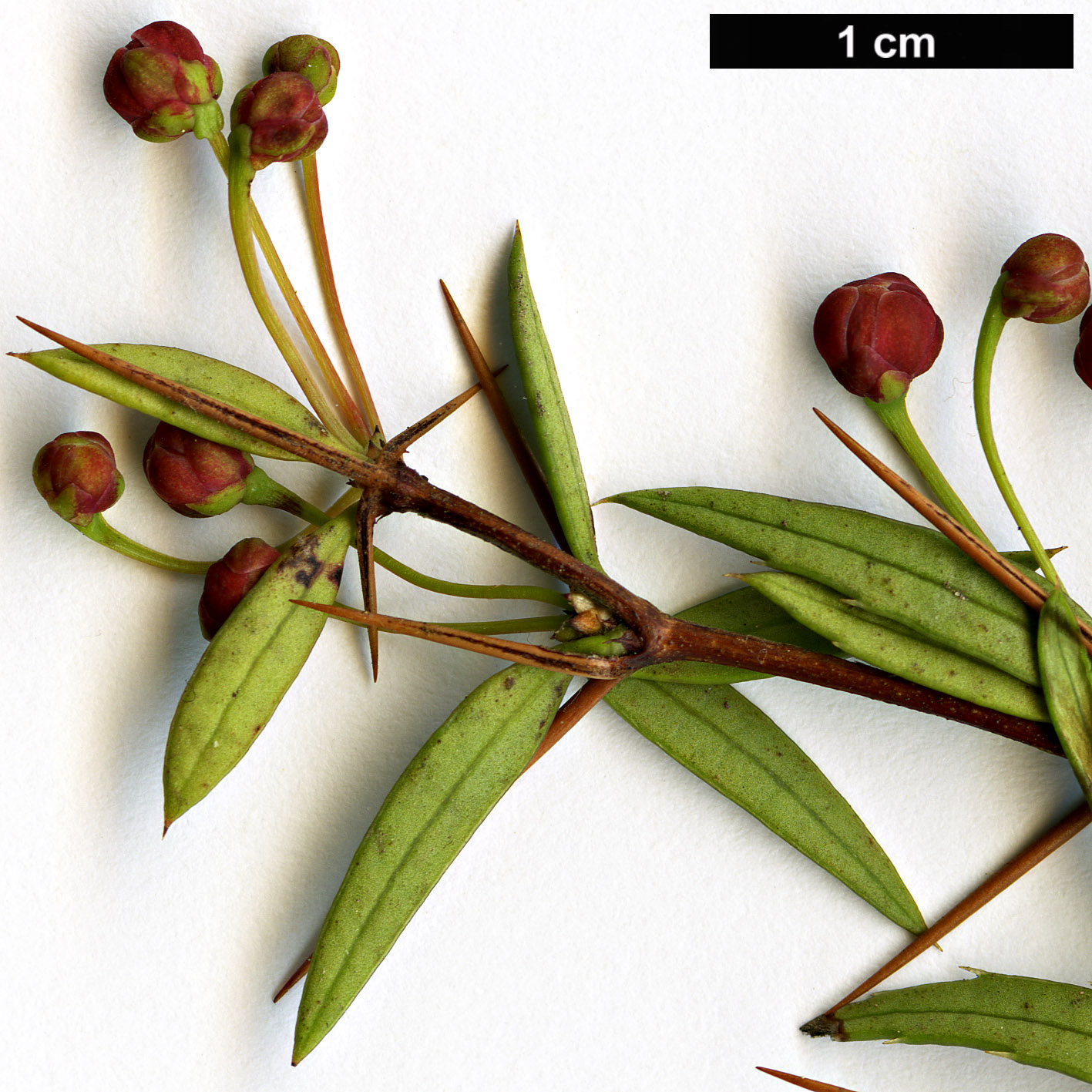 High resolution image: Family: Berberidaceae - Genus: Berberis - Taxon: triacanthophora