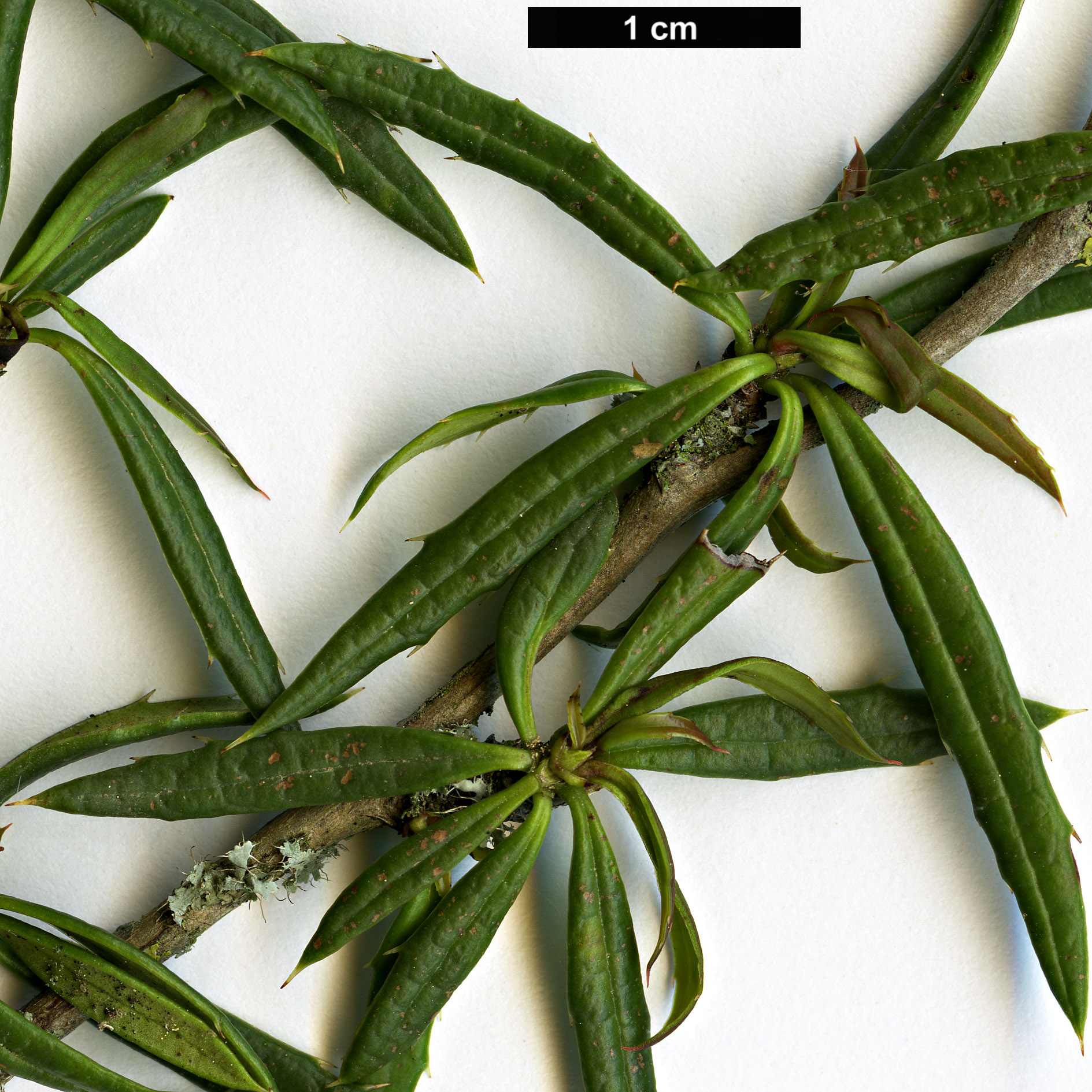 High resolution image: Family: Berberidaceae - Genus: Berberis - Taxon: triacanthophora