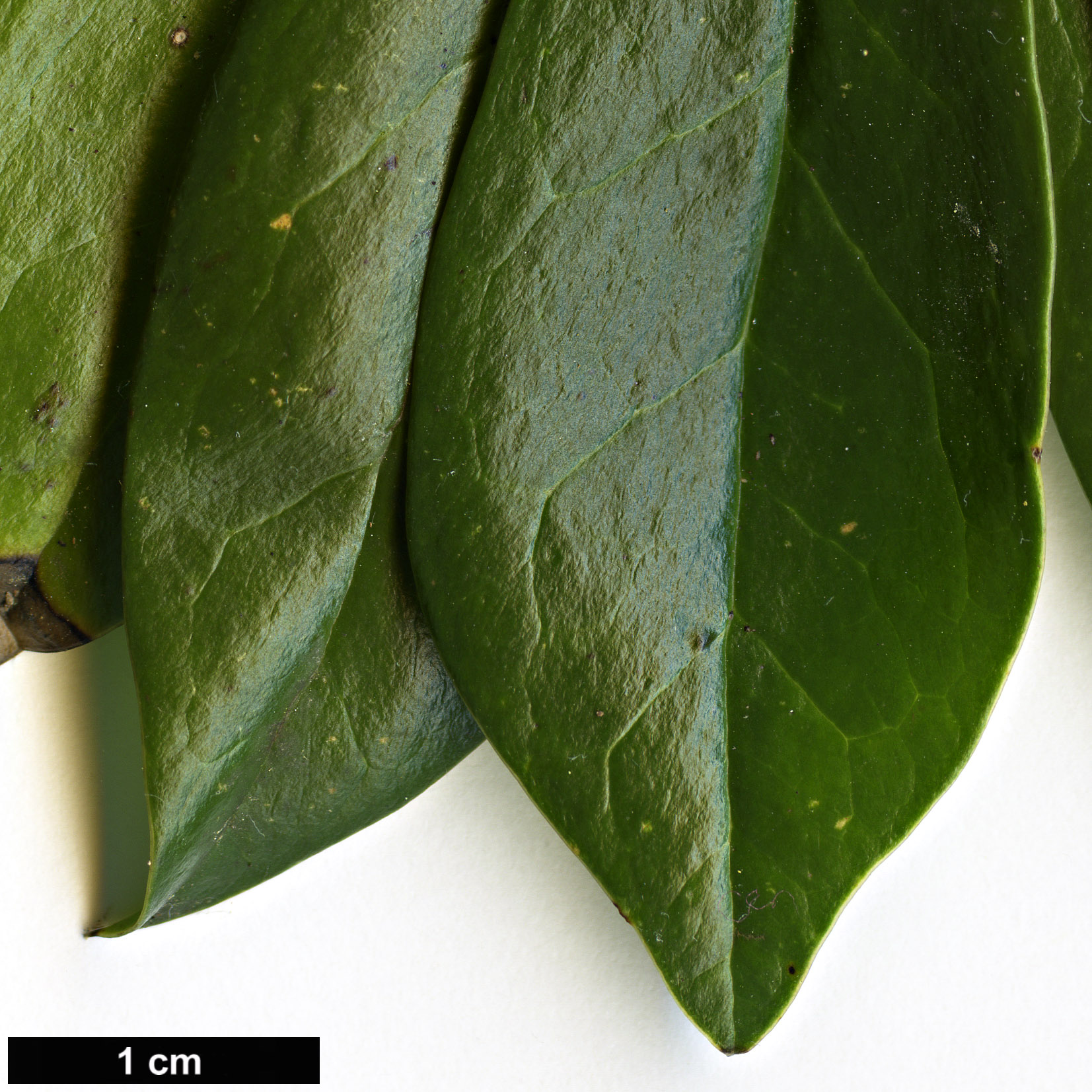 High resolution image: Family: Berberidaceae - Genus: Berberis - Taxon: valdiviana