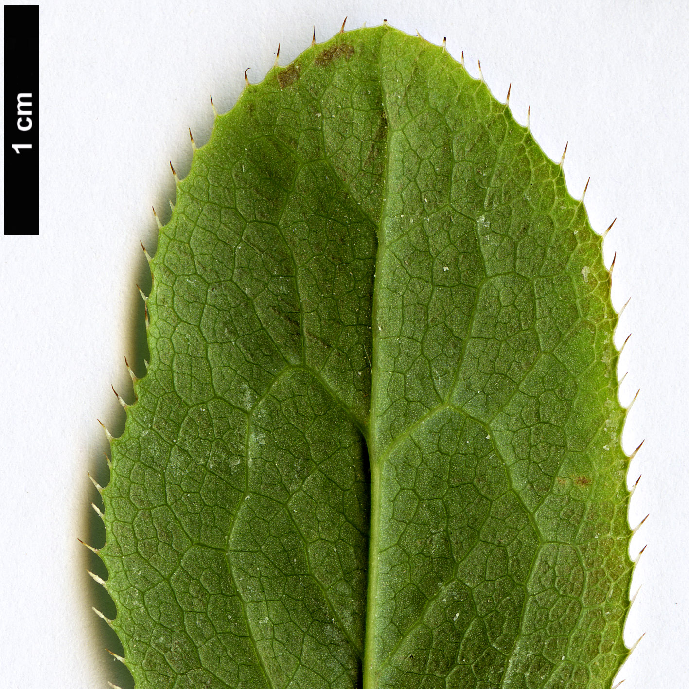 High resolution image: Family: Berberidaceae - Genus: Berberis - Taxon: vulgaris
