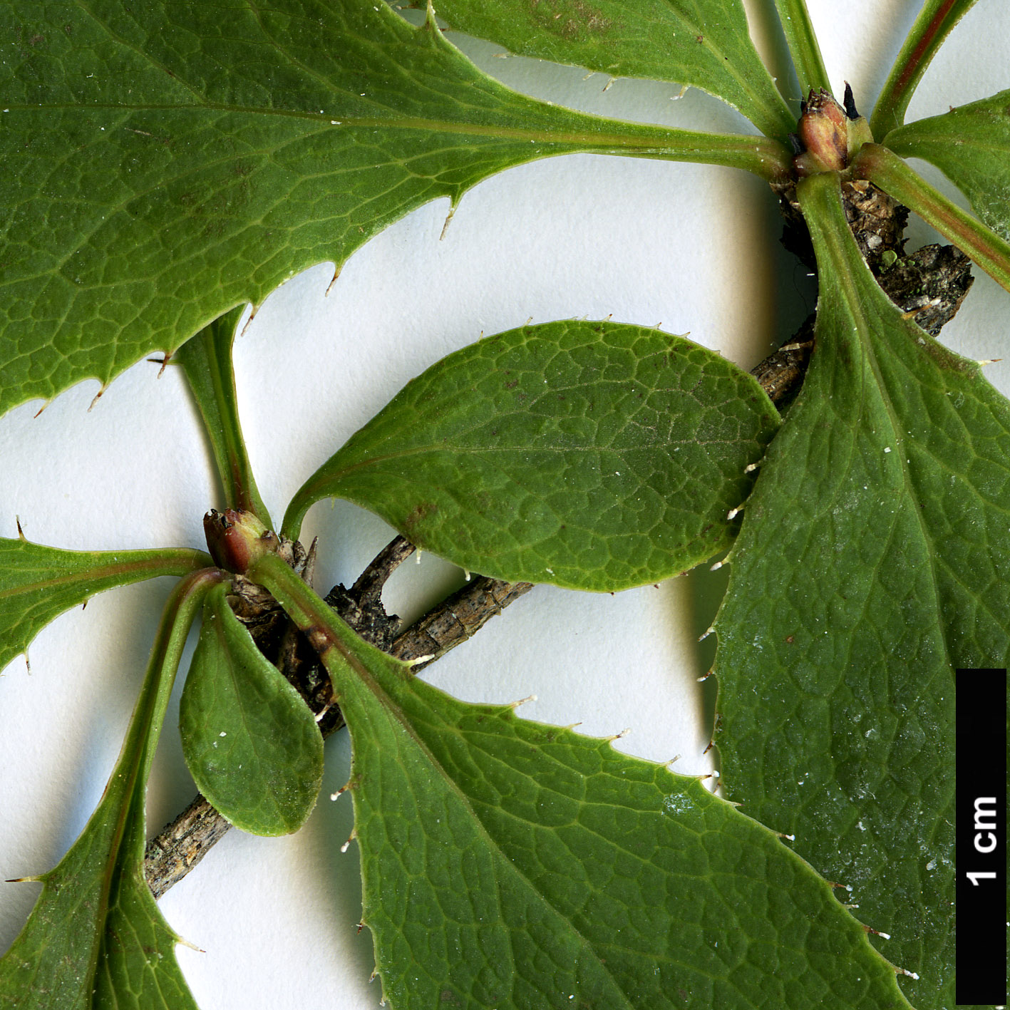 High resolution image: Family: Berberidaceae - Genus: Berberis - Taxon: vulgaris