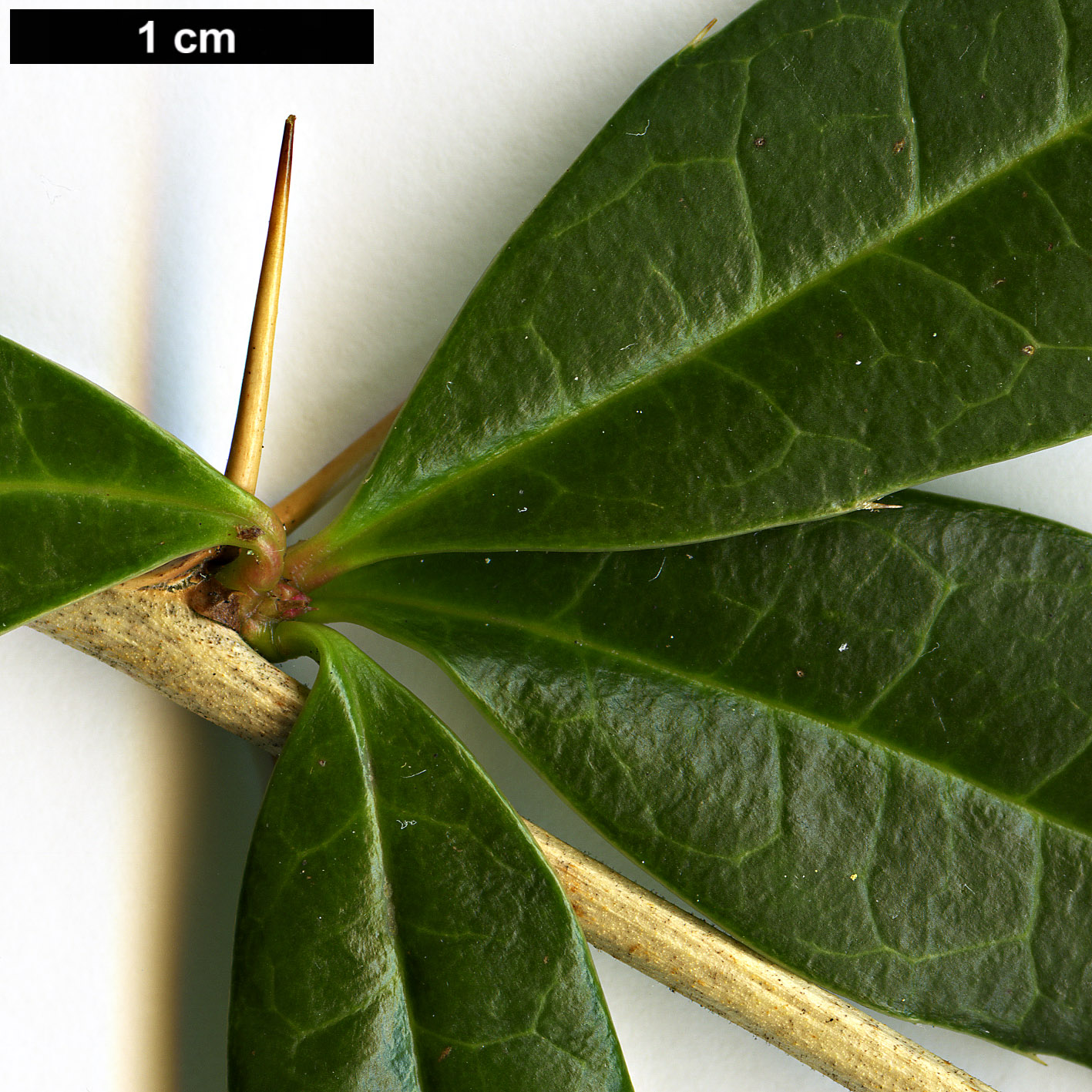 High resolution image: Family: Berberidaceae - Genus: Berberis - Taxon: wallichiana