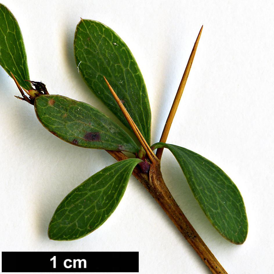 High resolution image: Family: Berberidaceae - Genus: Berberis - Taxon: wilsoniae
