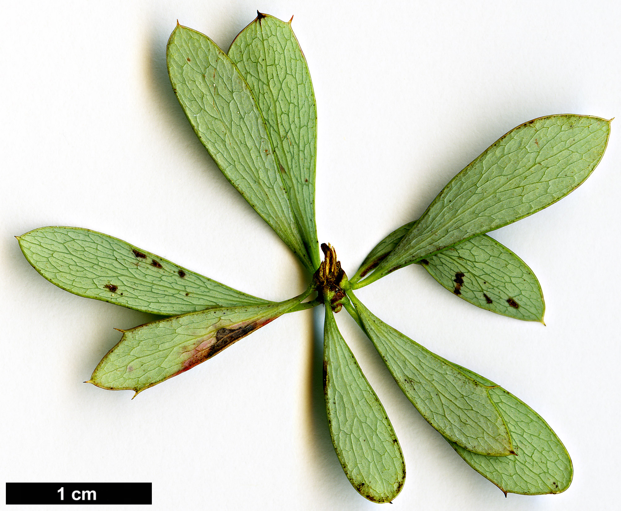 High resolution image: Family: Berberidaceae - Genus: Berberis - Taxon: wilsoniae