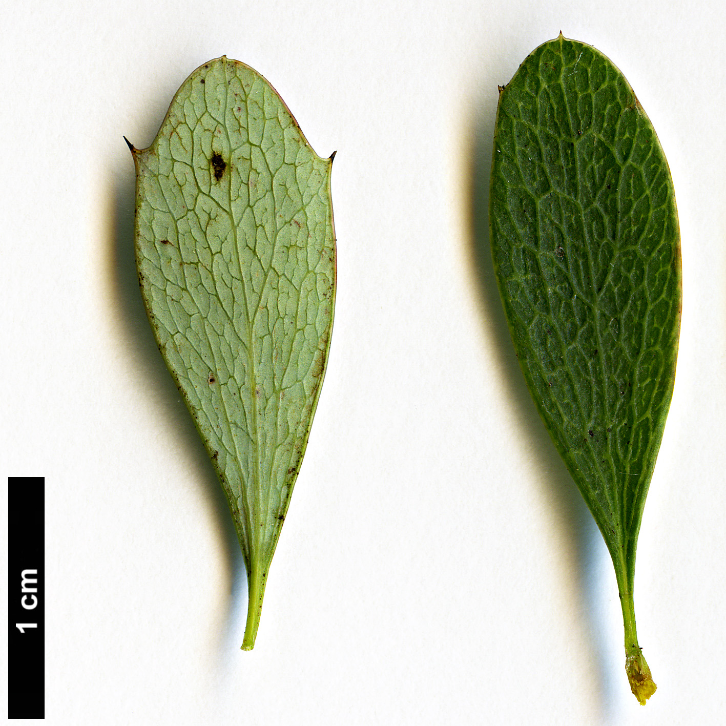 High resolution image: Family: Berberidaceae - Genus: Berberis - Taxon: wilsoniae