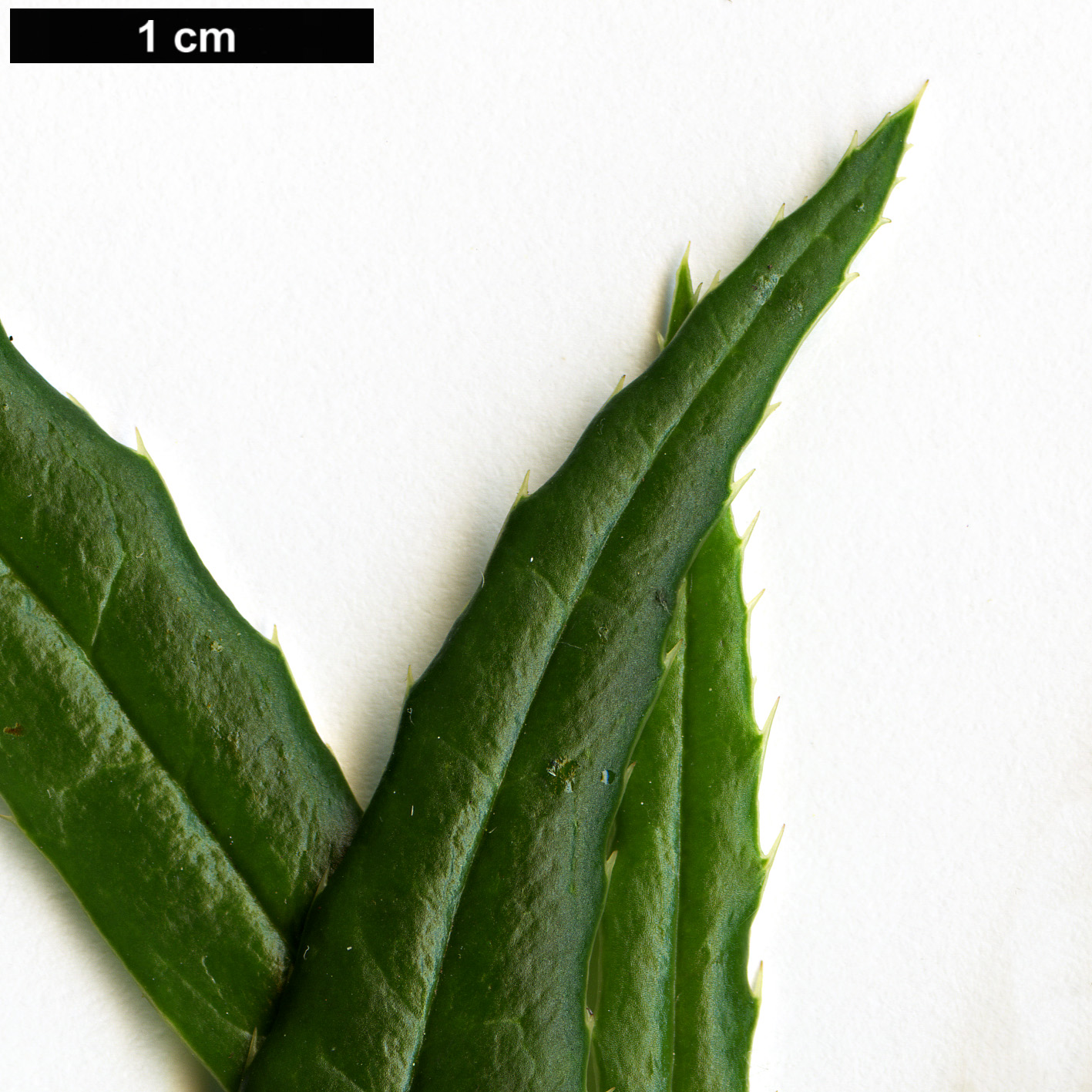 High resolution image: Family: Berberidaceae - Genus: Berberis - Taxon: yingjingensis