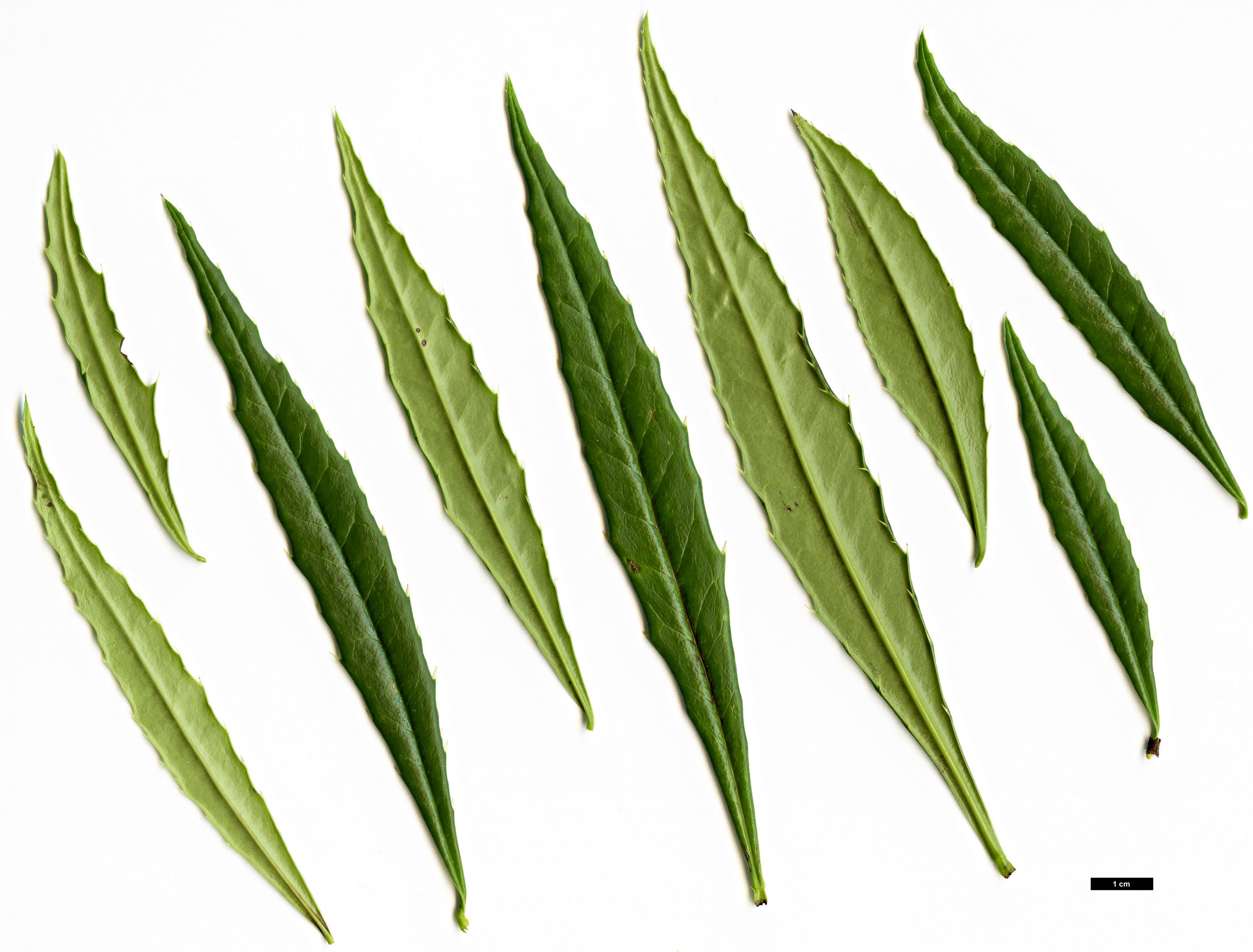 High resolution image: Family: Berberidaceae - Genus: Berberis - Taxon: yingjingensis