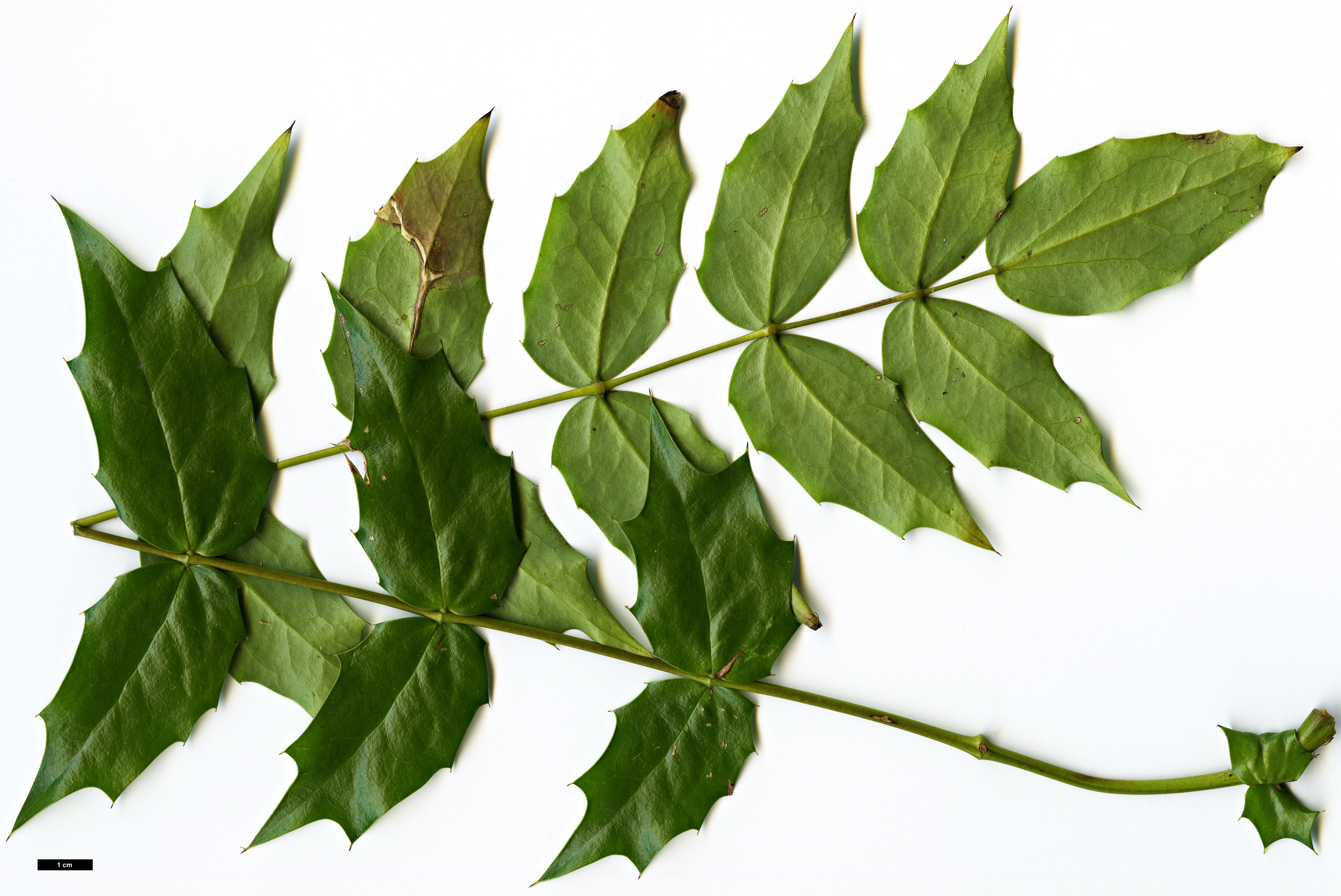 High resolution image: Family: Berberidaceae - Genus: Mahonia - Taxon: acanthifolia