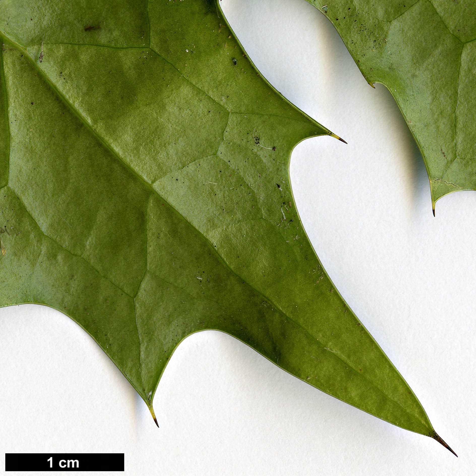 High resolution image: Family: Berberidaceae - Genus: Mahonia - Taxon: acanthifolia