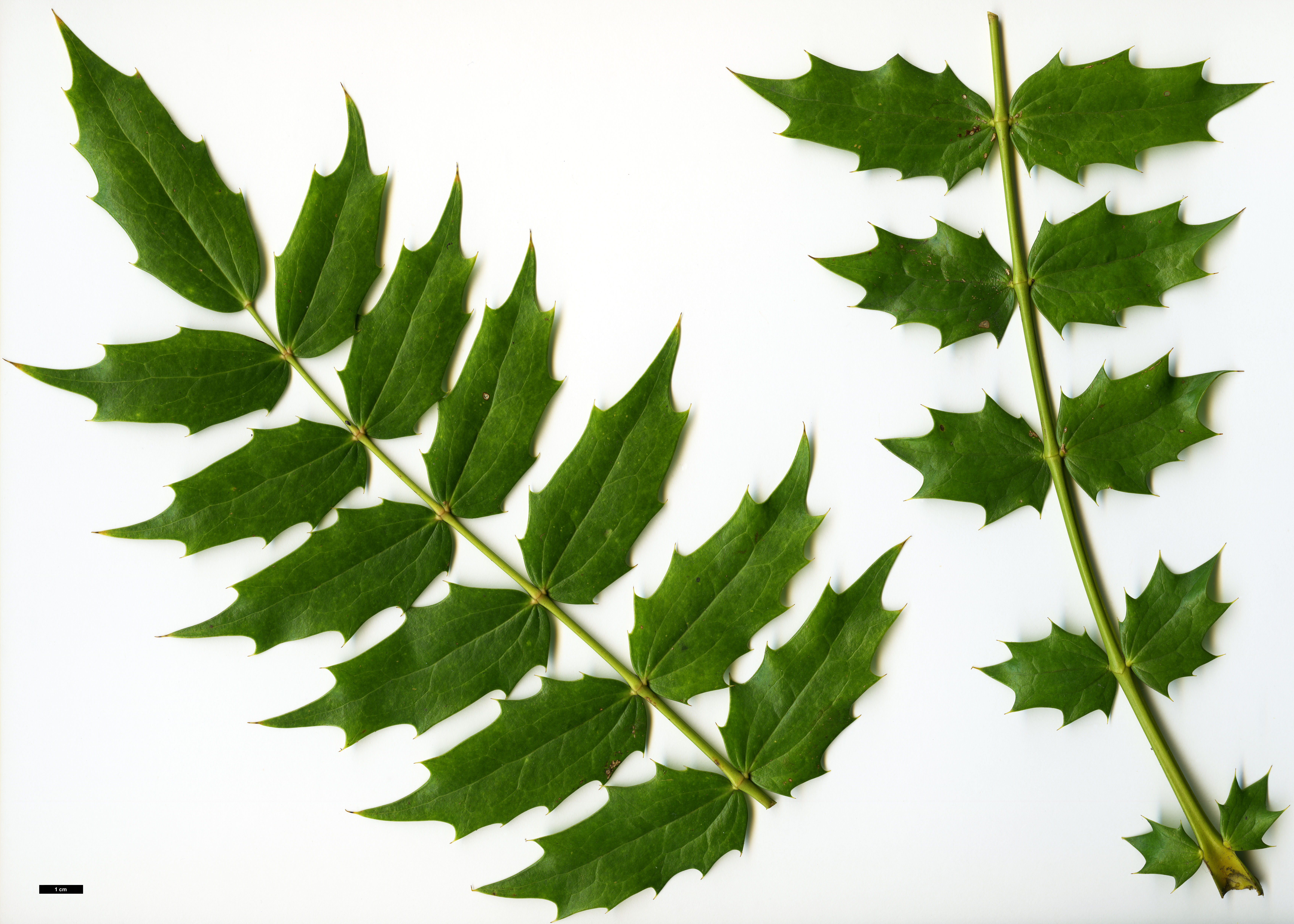 High resolution image: Family: Berberidaceae - Genus: Mahonia - Taxon: acanthifolia