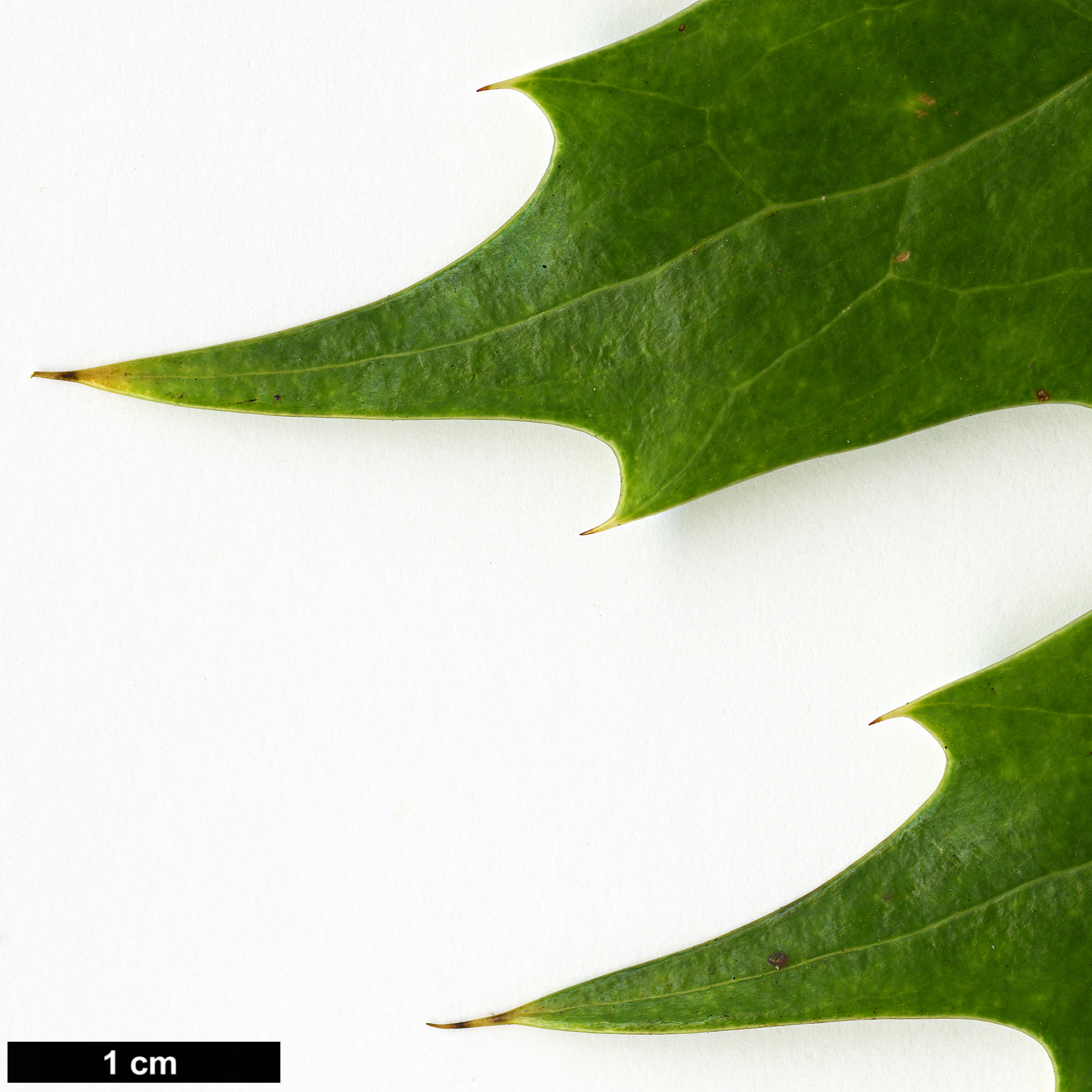 High resolution image: Family: Berberidaceae - Genus: Mahonia - Taxon: acanthifolia