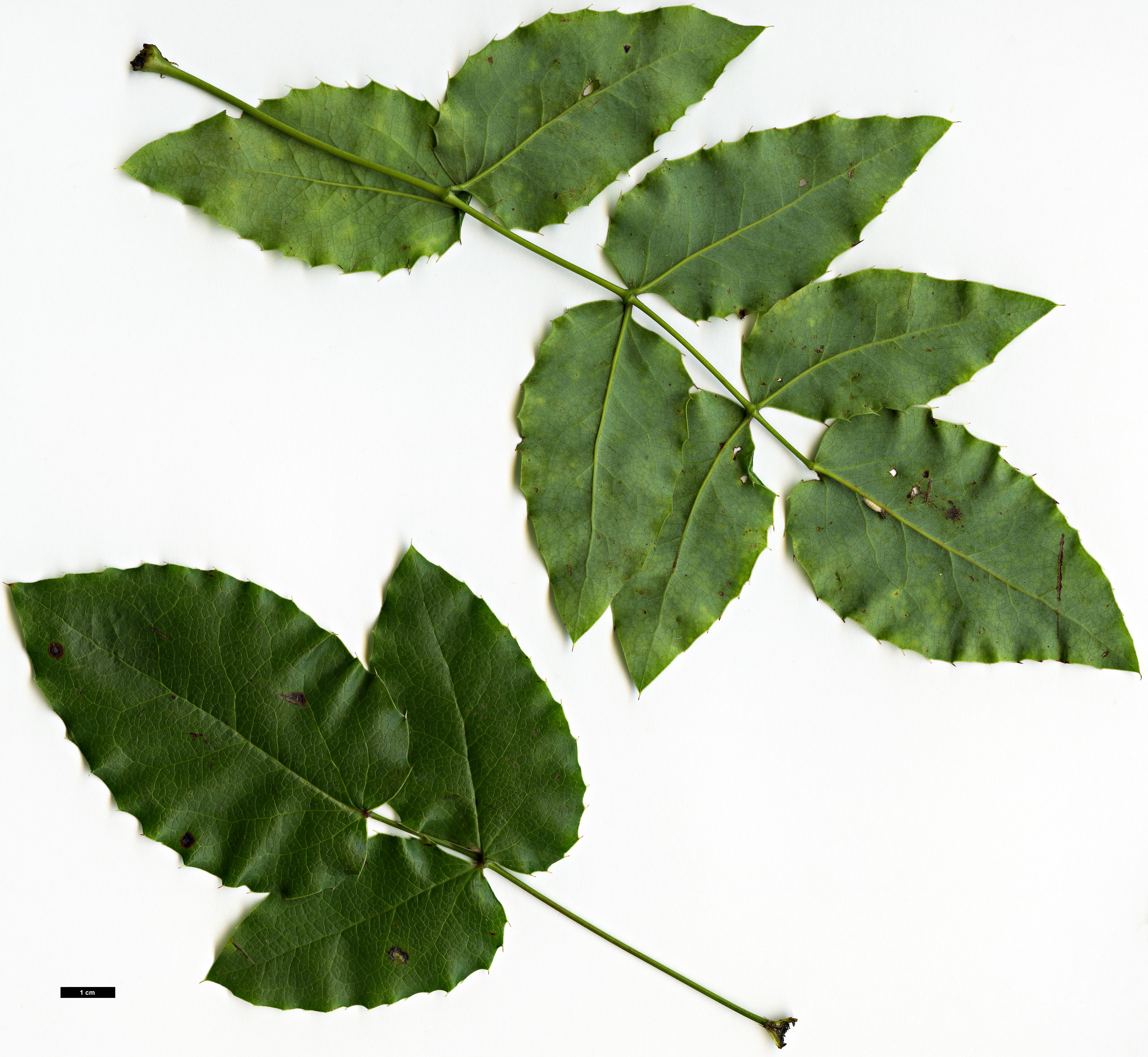 High resolution image: Family: Berberidaceae - Genus: Mahonia - Taxon: aquifolium