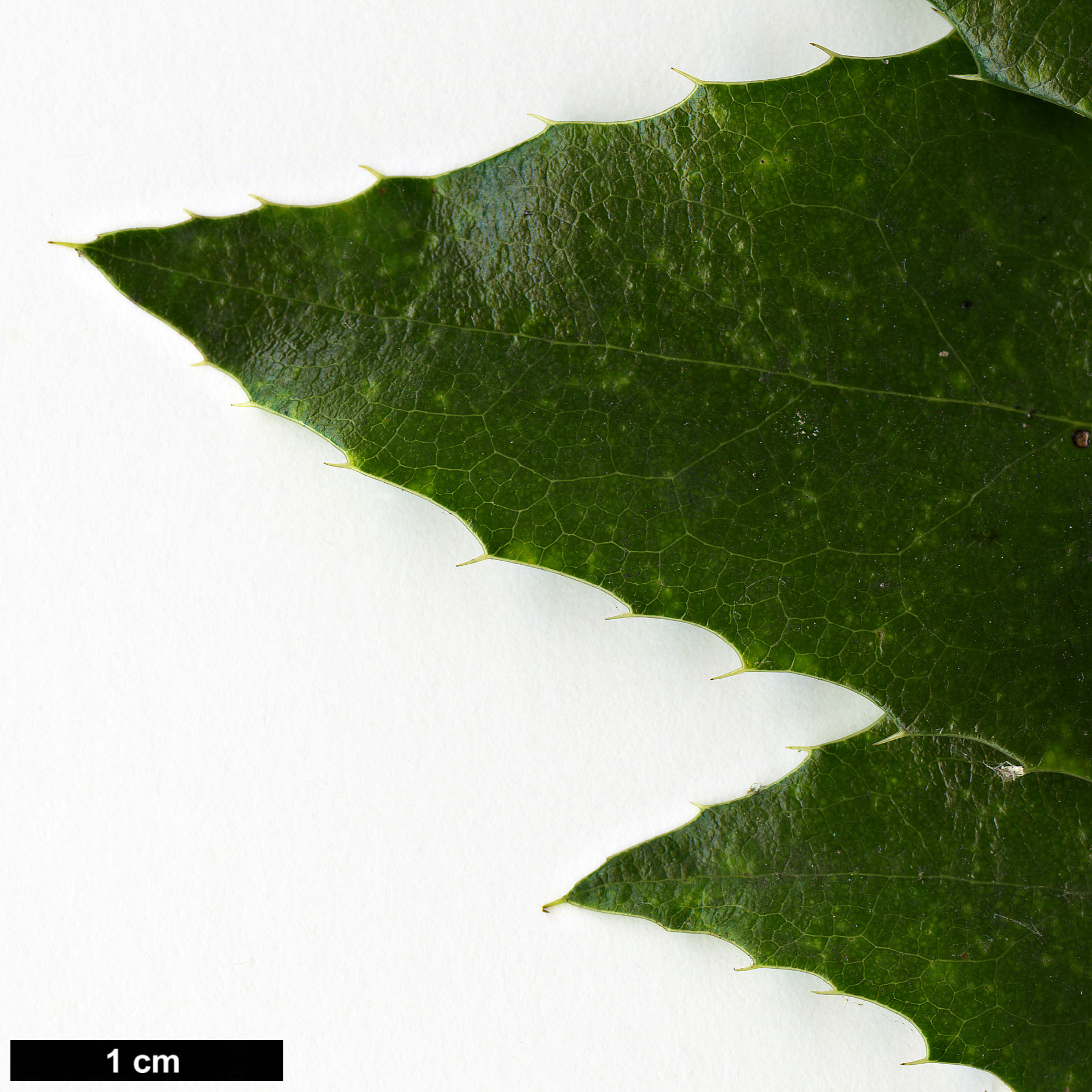 High resolution image: Family: Berberidaceae - Genus: Mahonia - Taxon: aquifolium