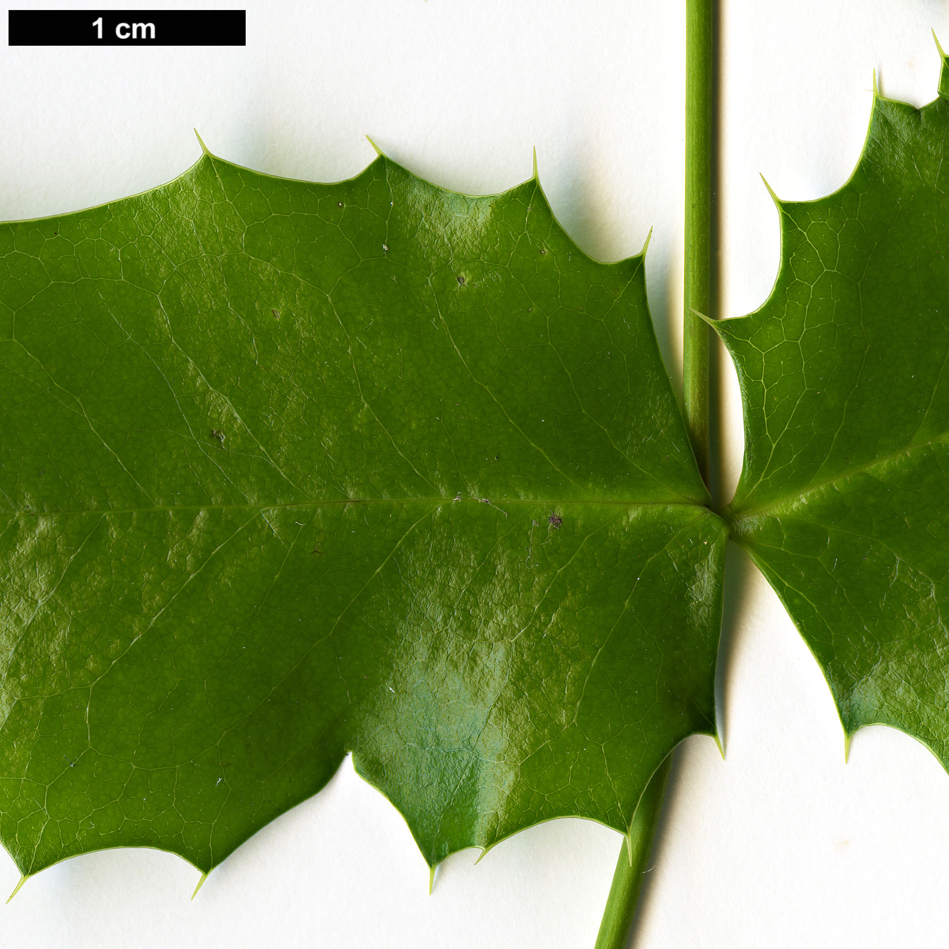 High resolution image: Family: Berberidaceae - Genus: Mahonia - Taxon: aquifolium